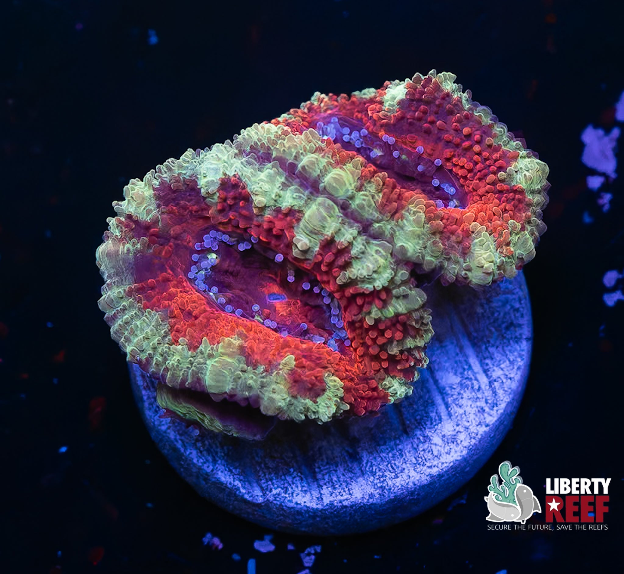 Ultra Stitches Acan