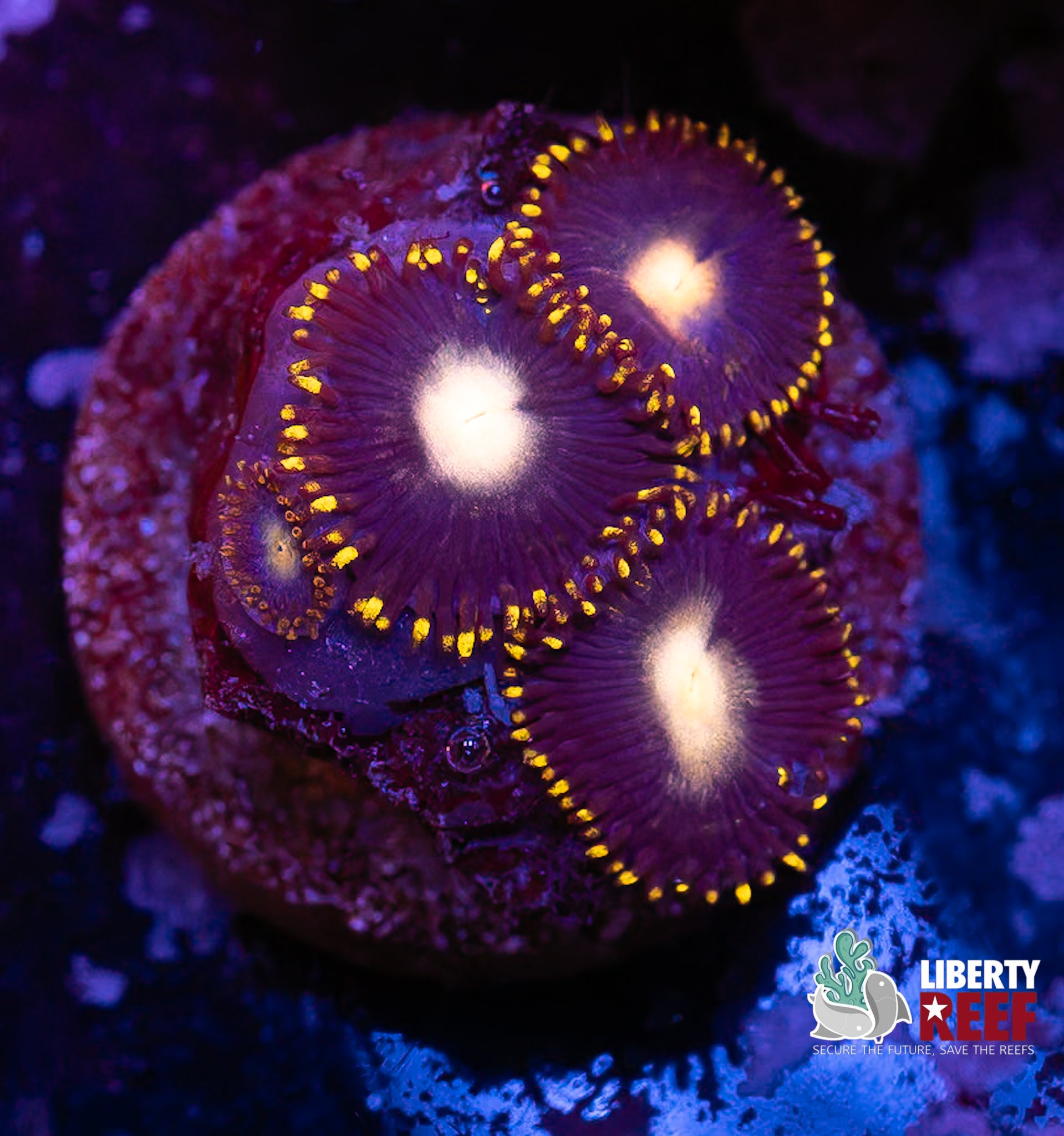 Emperor V2 Zoa