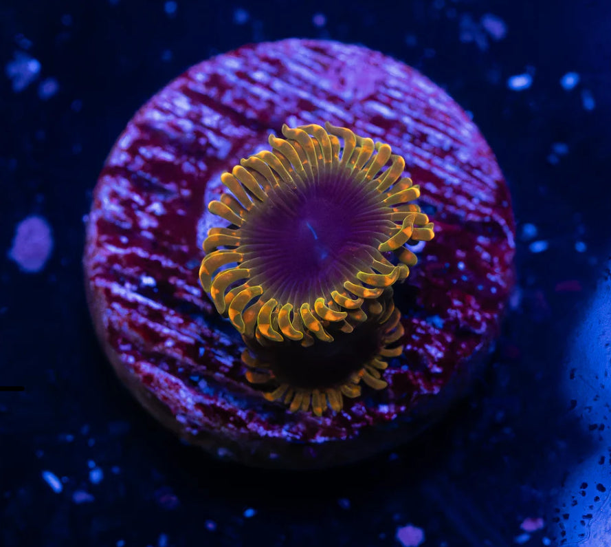 2P Thermosphere Zoas