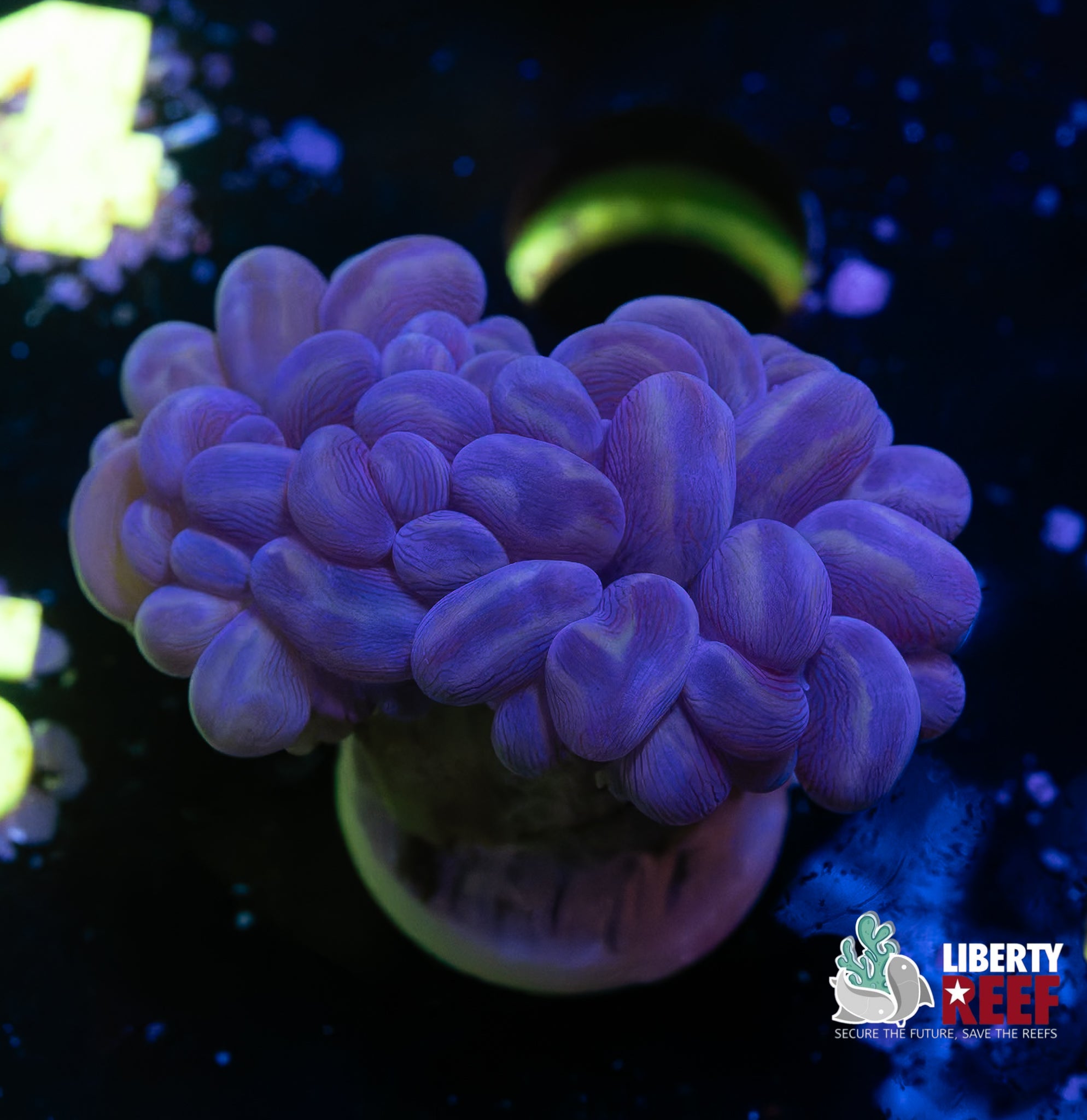Purple Cat Eye BRANCHING Bubble Coral (Super Cool!)
