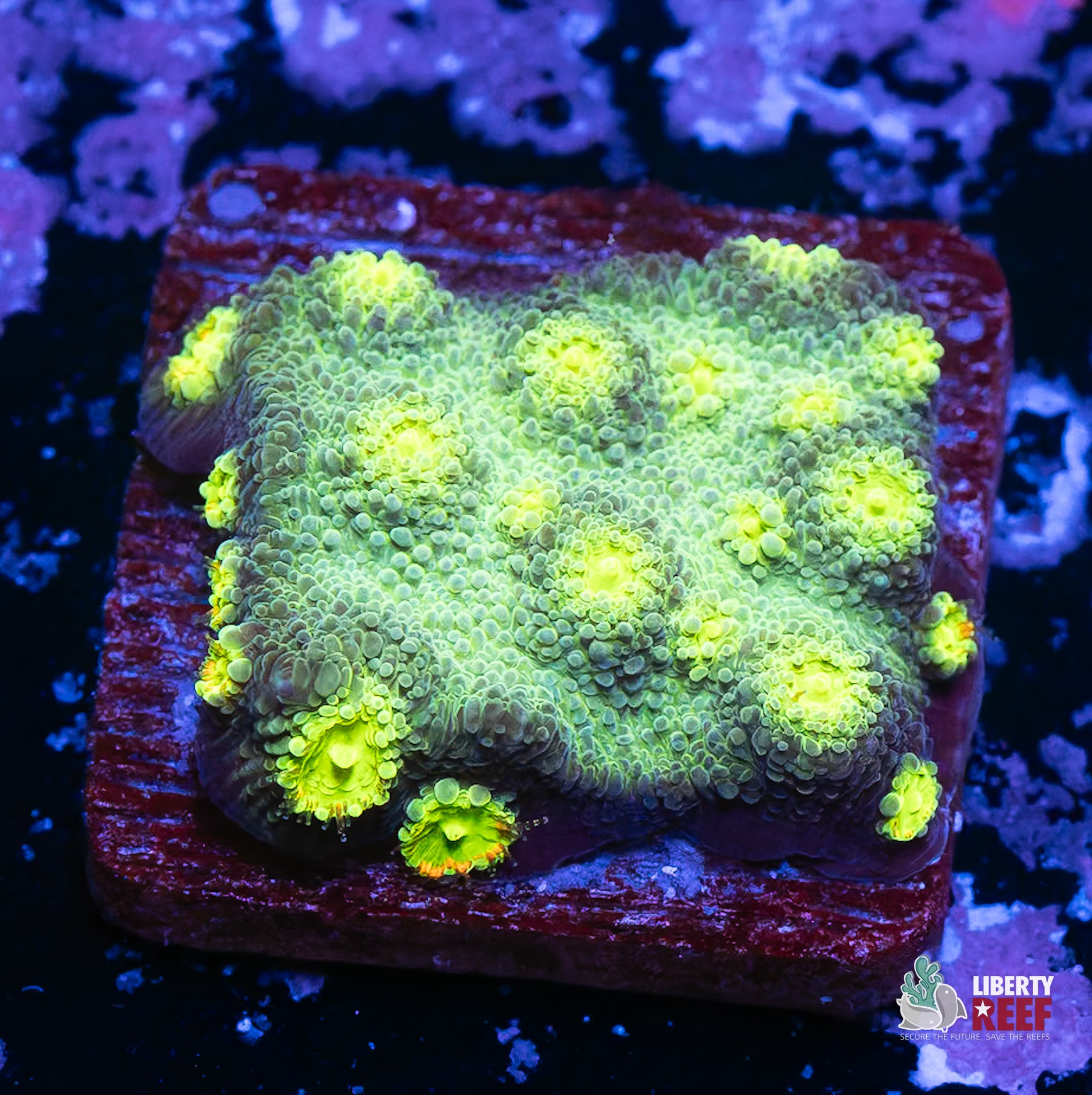 10/31 Online Auction