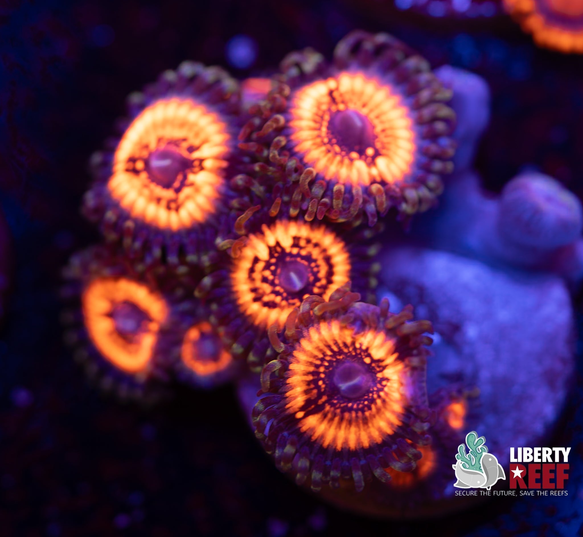 Armor of God Zoas