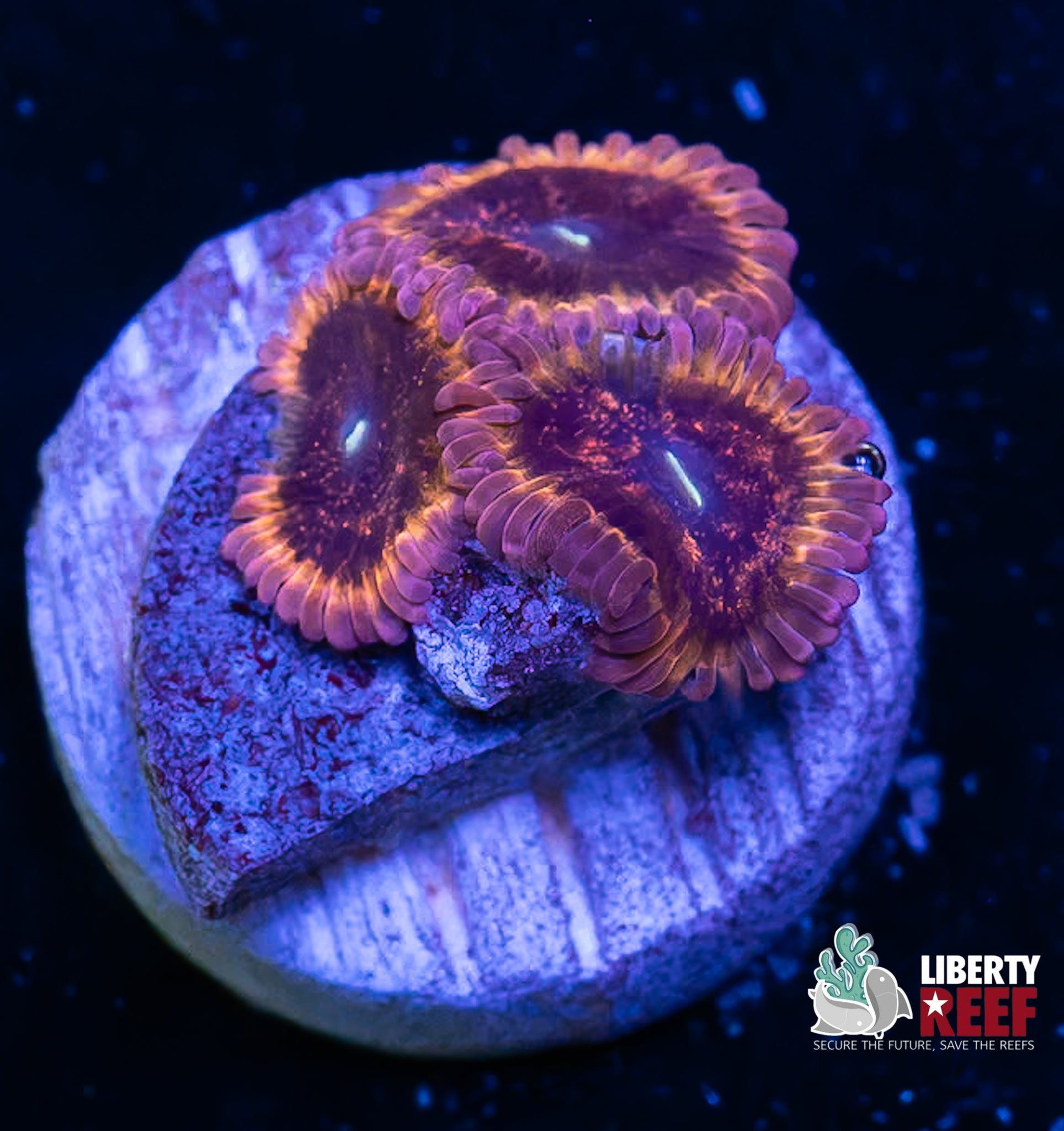 Pink Galaxy Zoas