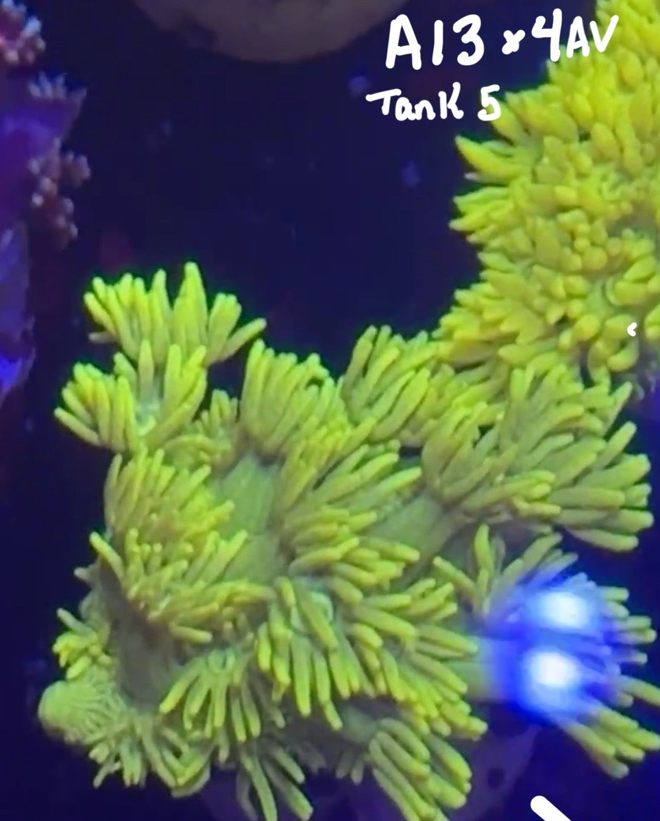 Karen Ritner 10/18 Facebook Live Auction