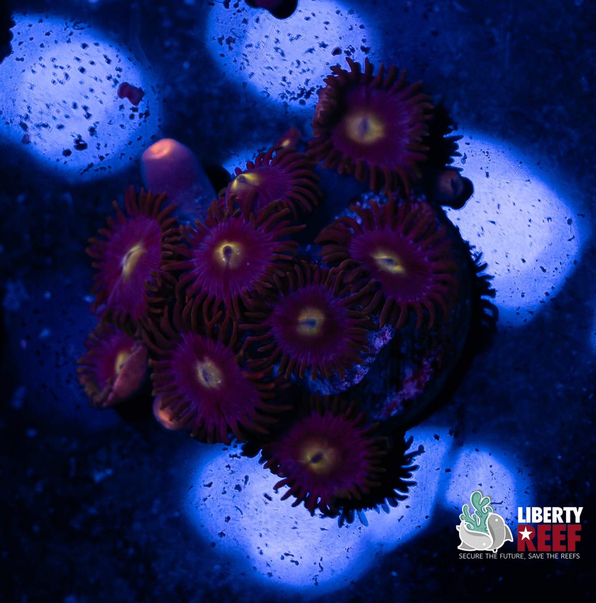 Cookie Moster Zoas