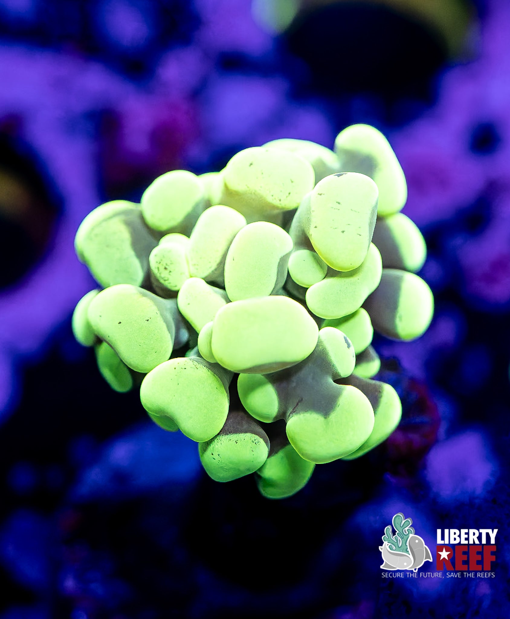 Bright Green Hammer