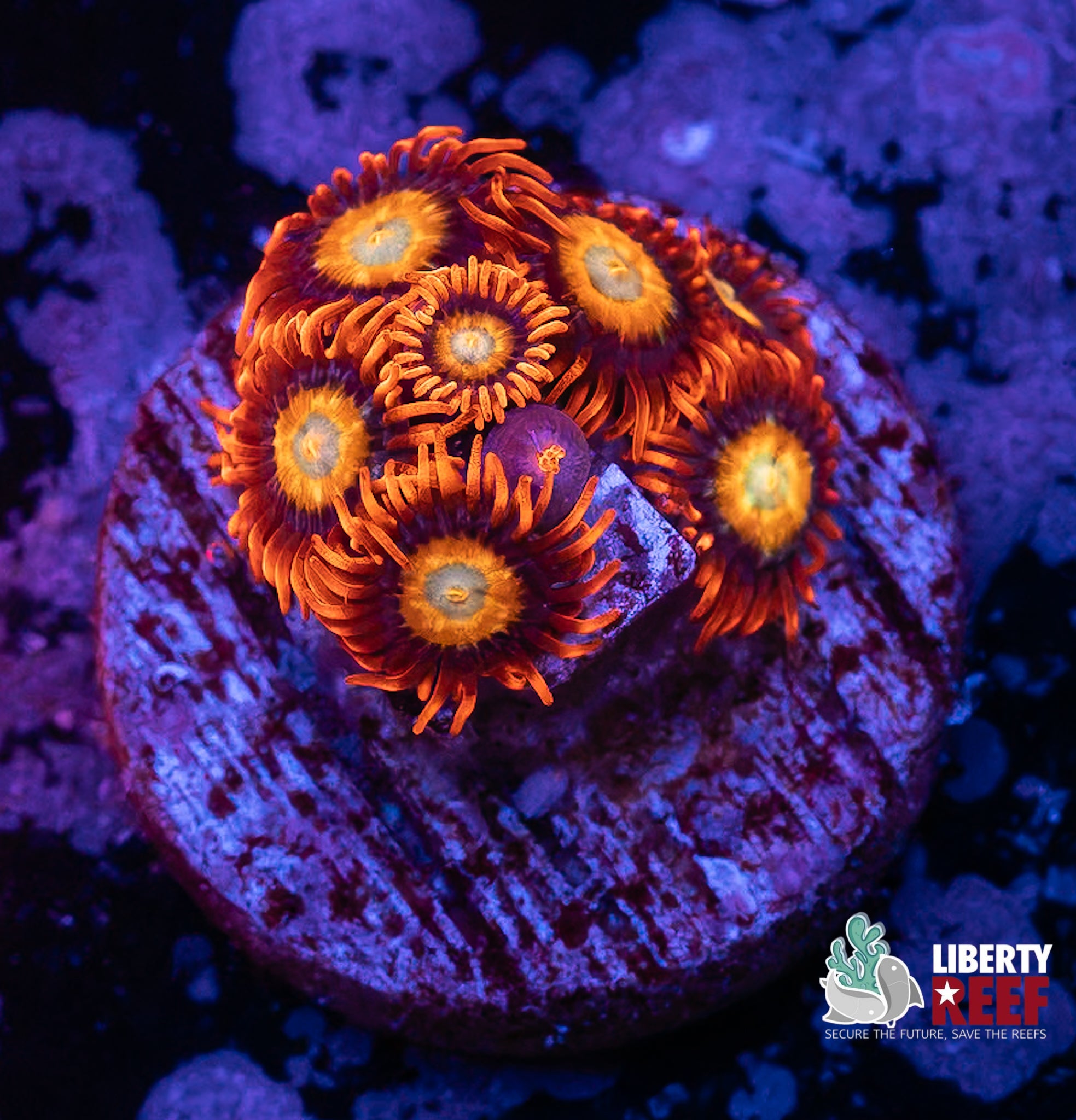 Blue Eyed Blonde B$@#% Zoas