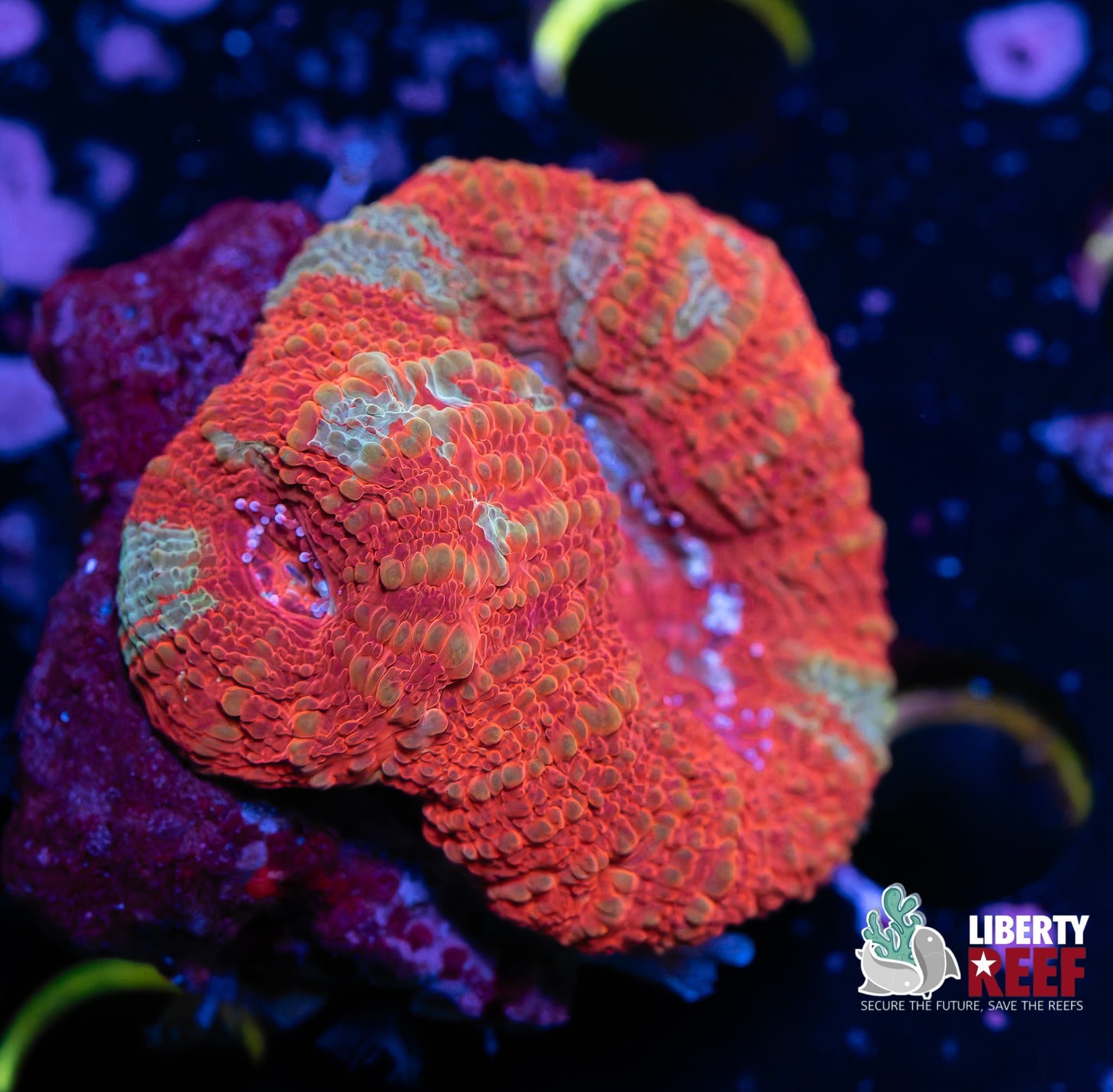 TWO FACED Grafted Bowerbanki