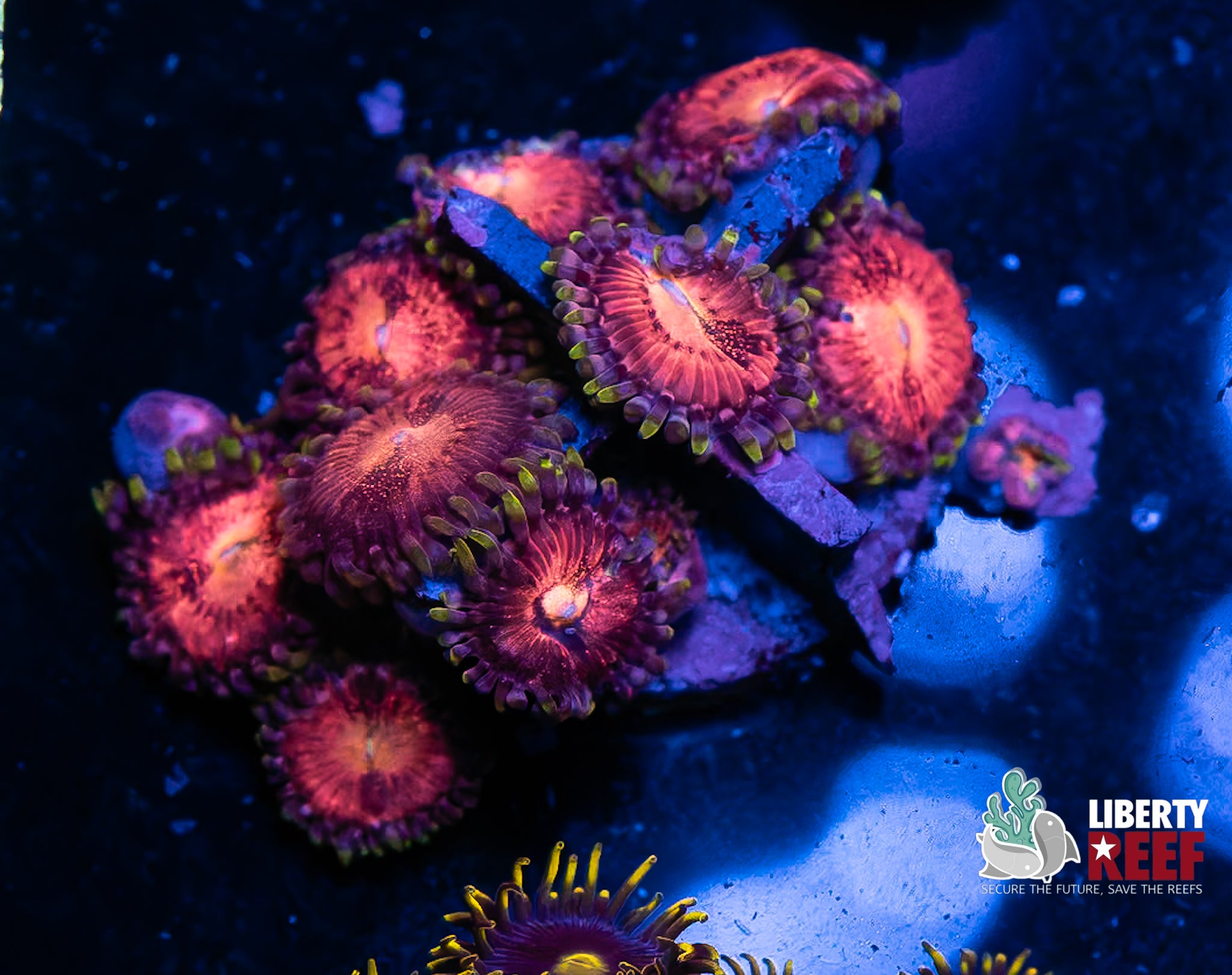 Pink Nirvana Zoas