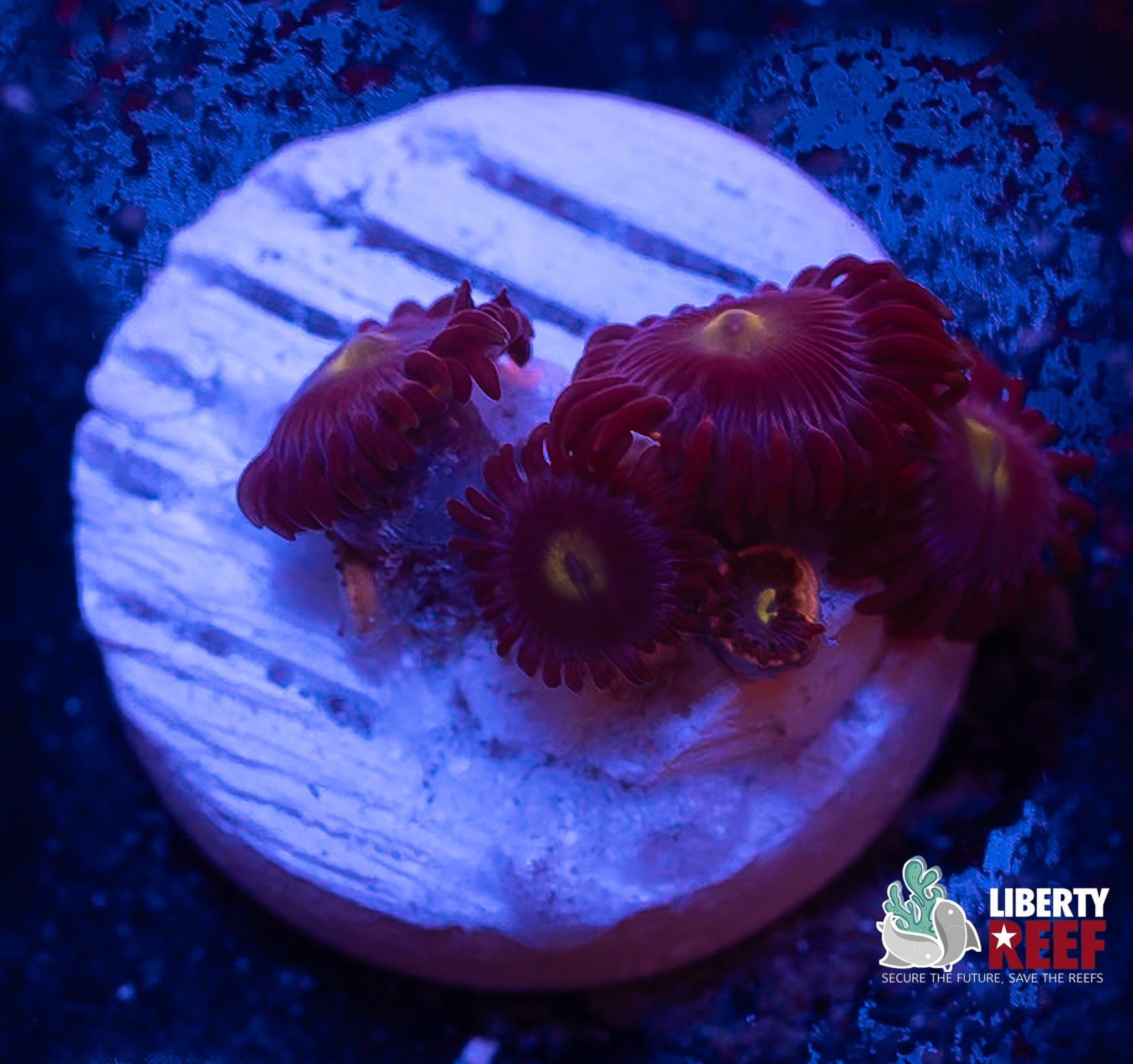 Cookie Monster Zoas