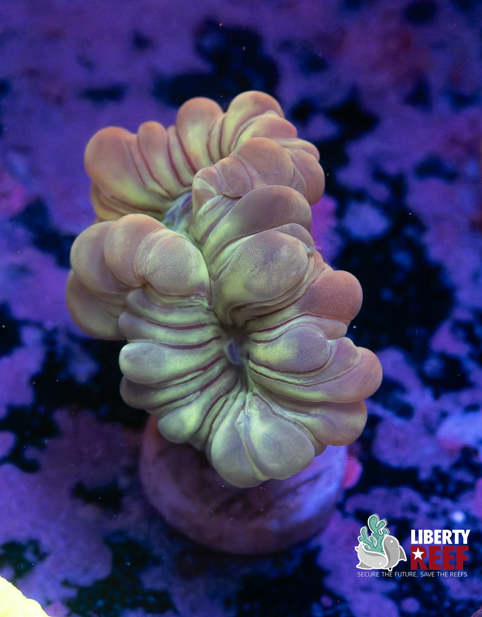 Iridescent Fox Coral