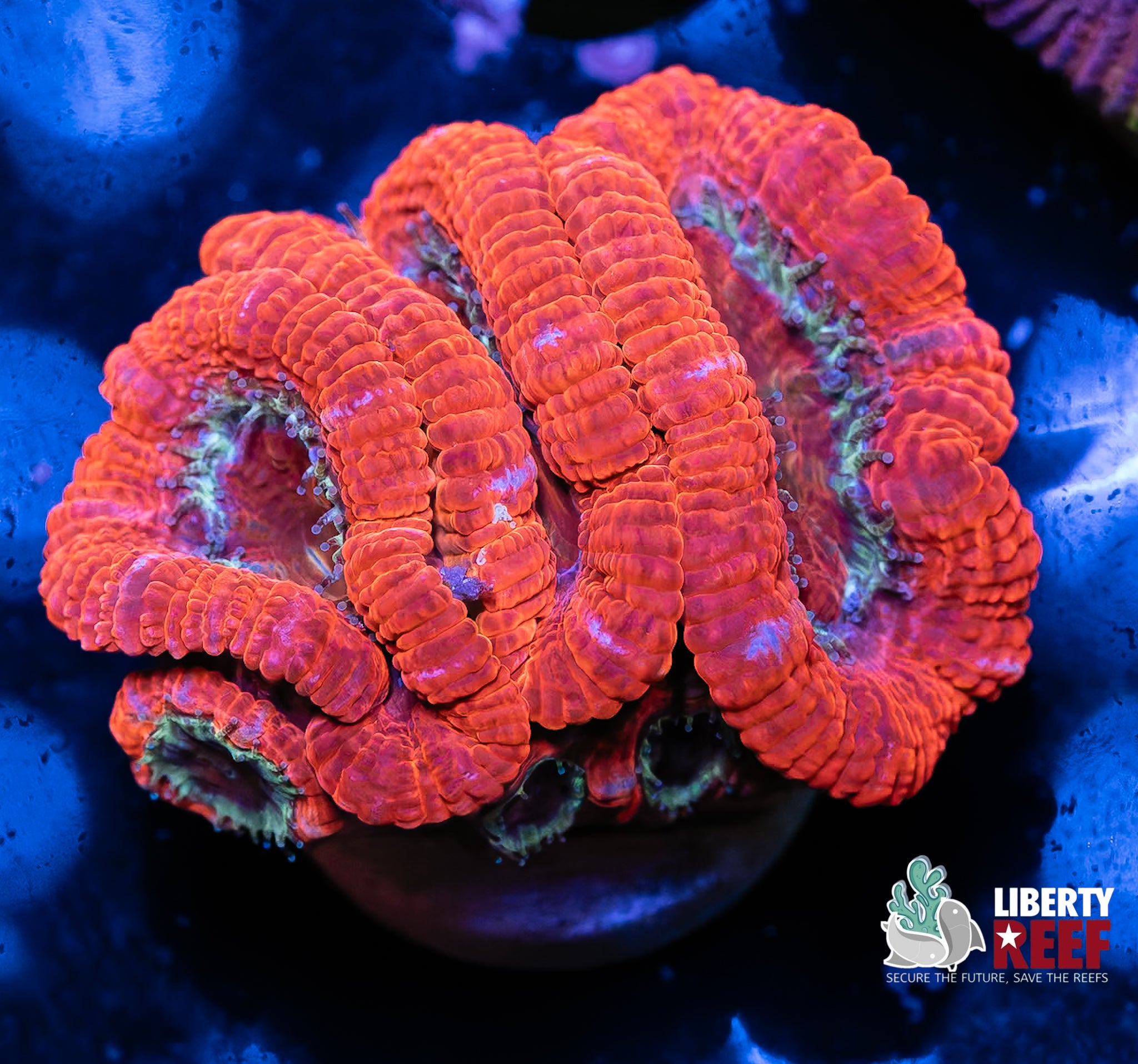 Elephant Ear Acan Chunk
