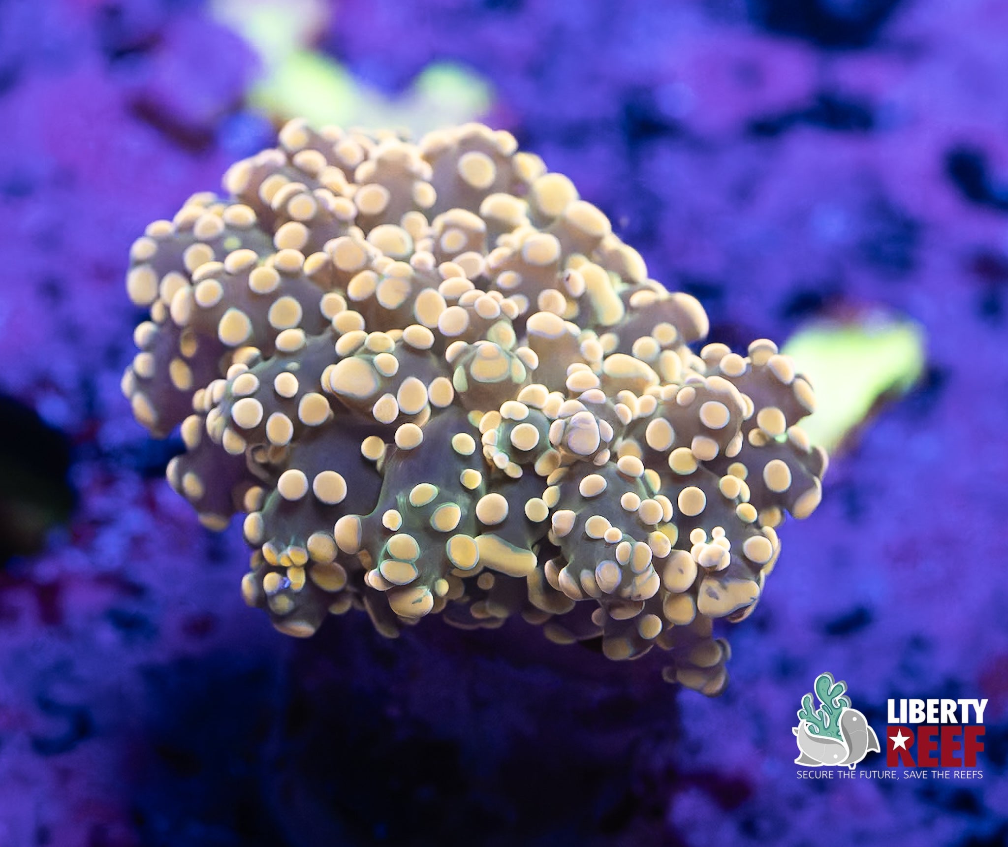 Princess Peach Frogspawn