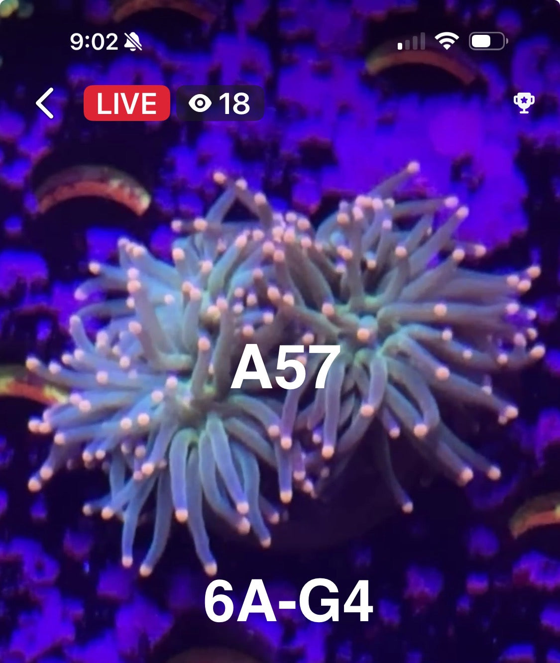Facebook Live Auctioning