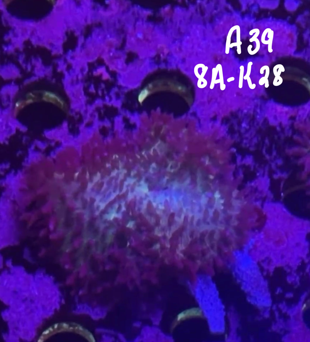 Carrie Moore 10/18 Facebook Live Auction