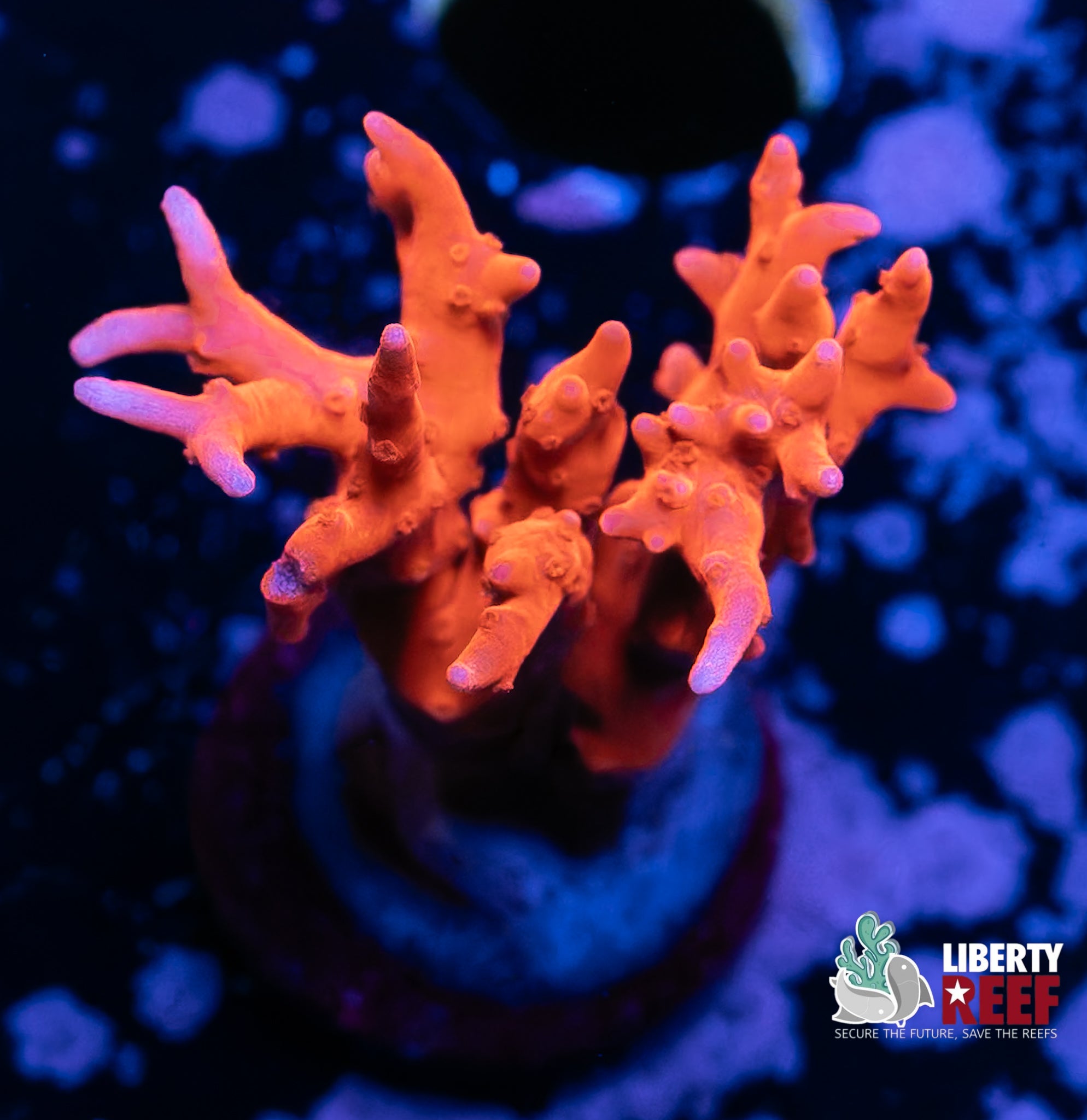 JF TNT Anacropora