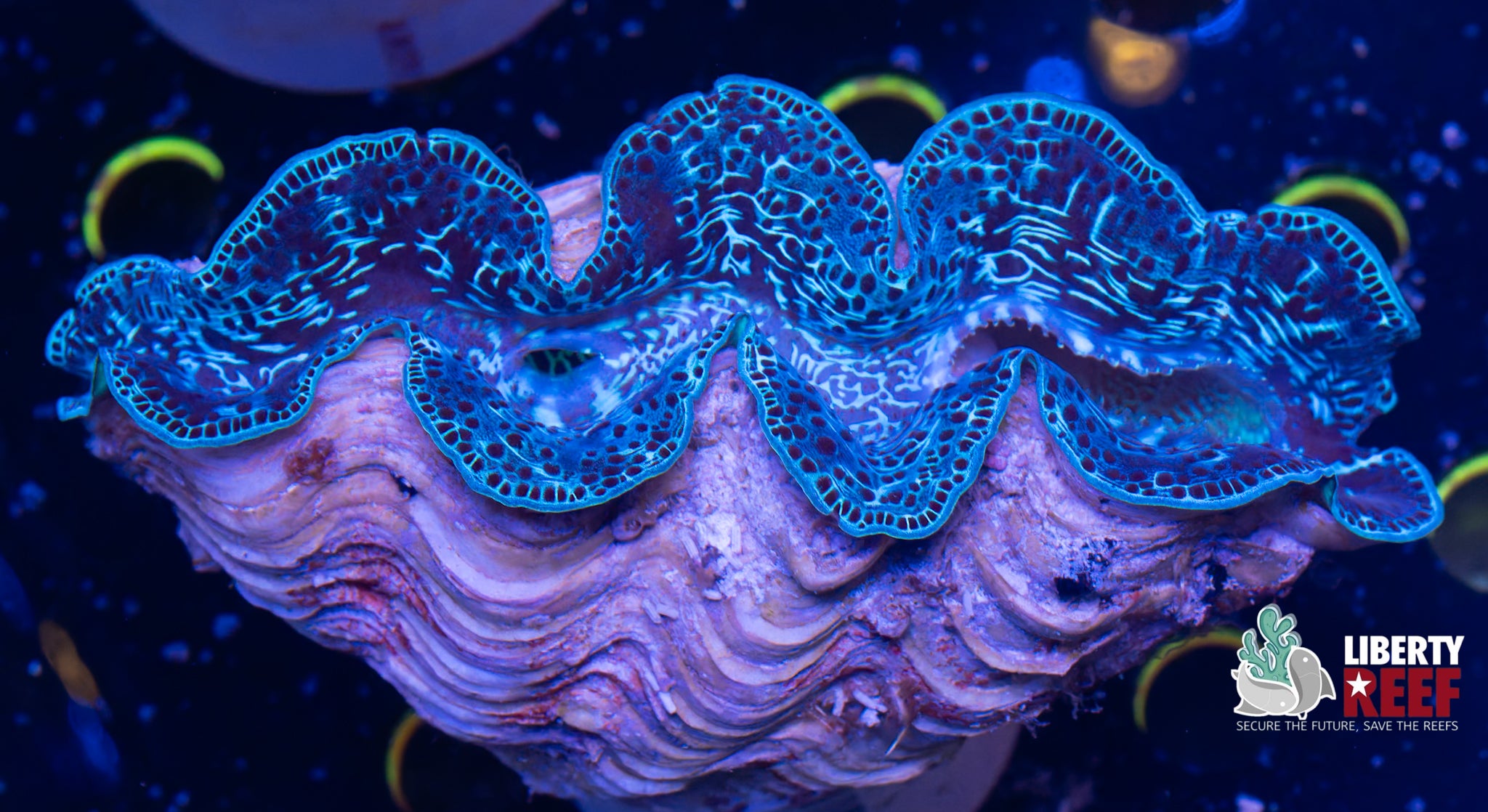 XL Maxima Clam (6in)