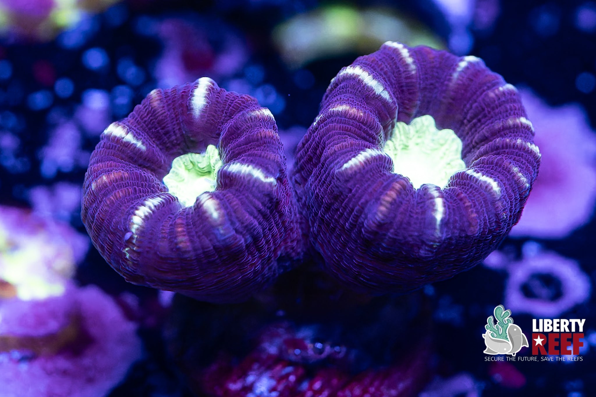 Alien Eye Candy Cane