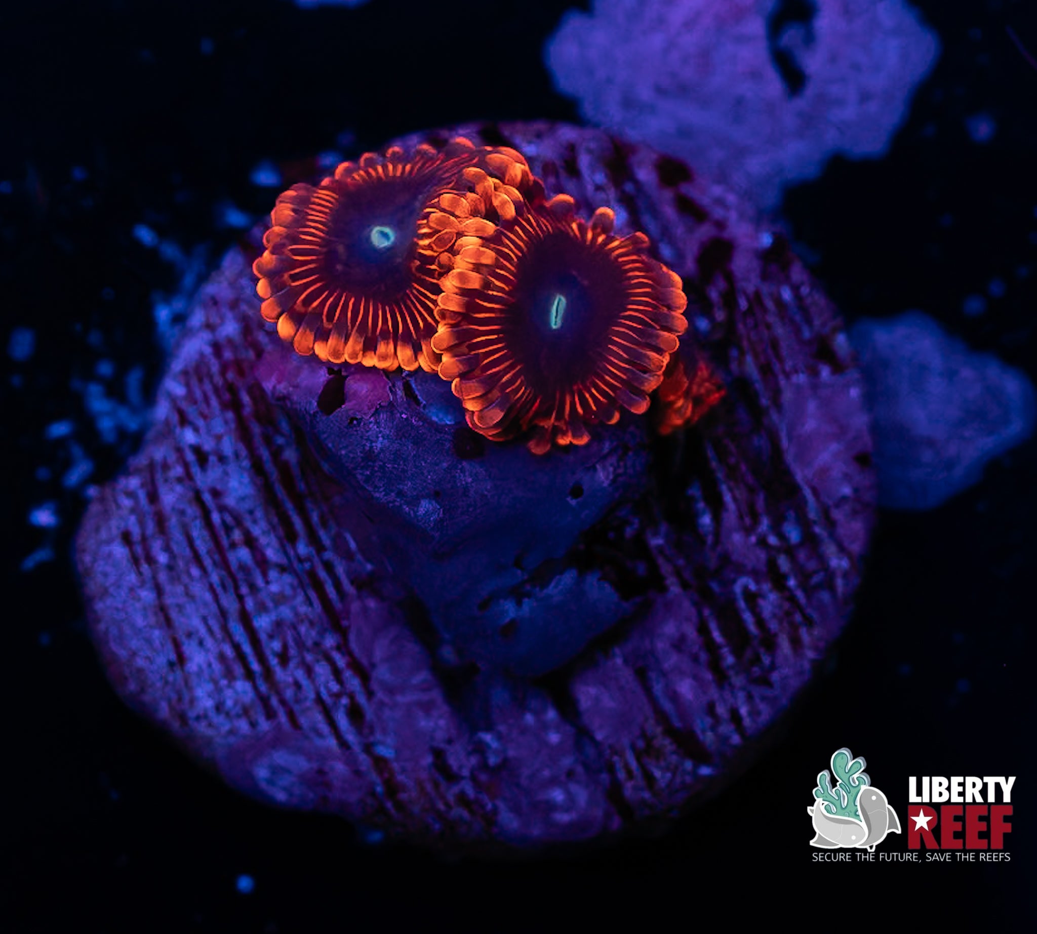 Lunar Eclipse Zoas