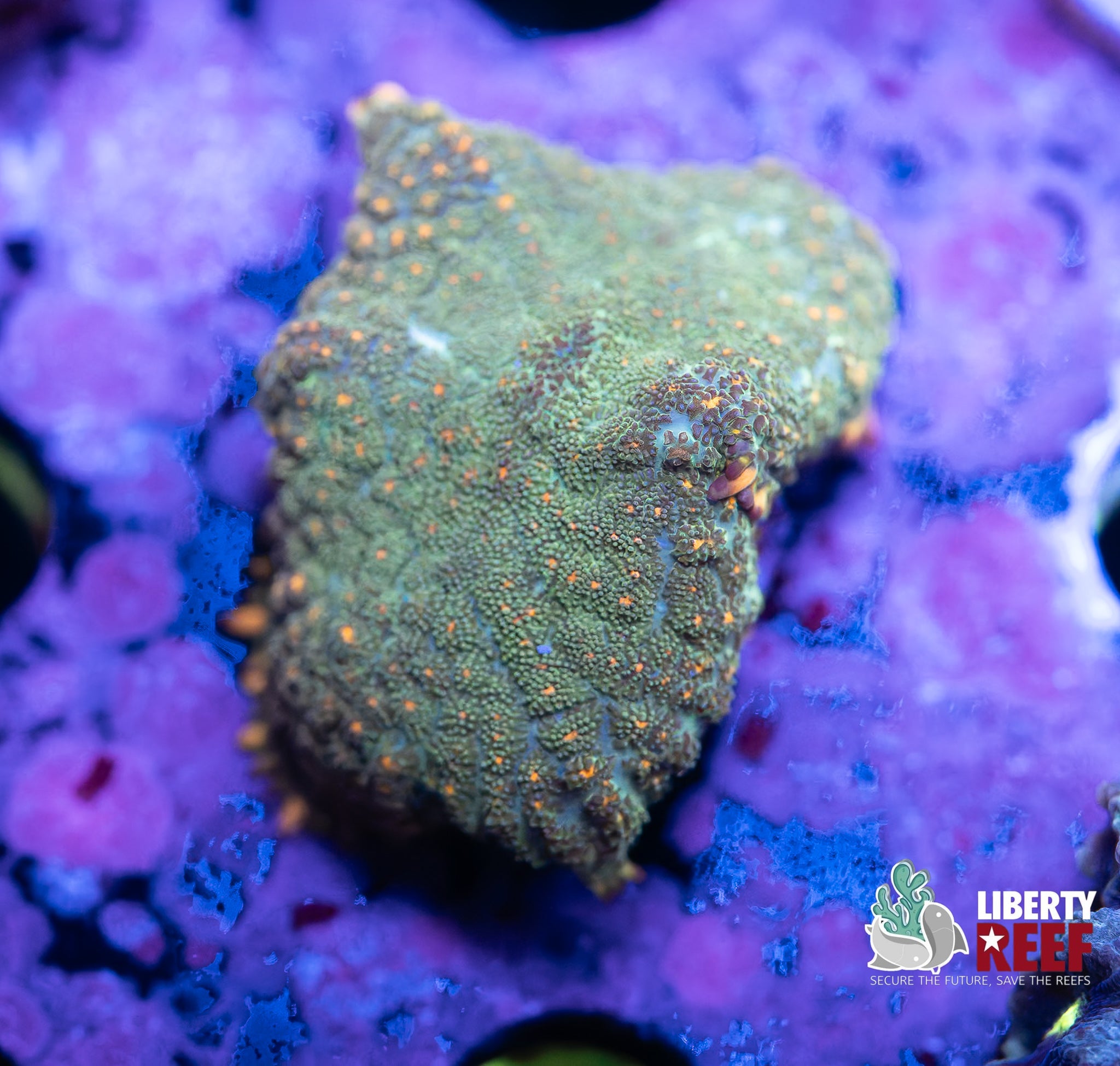 7/25
