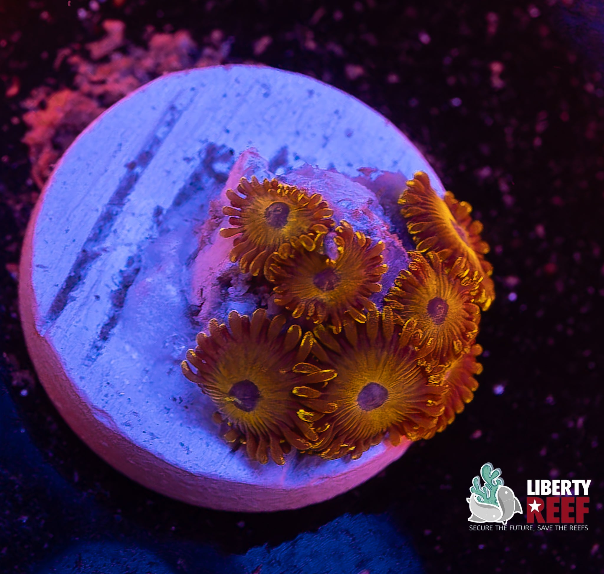 LA Laker Zoas