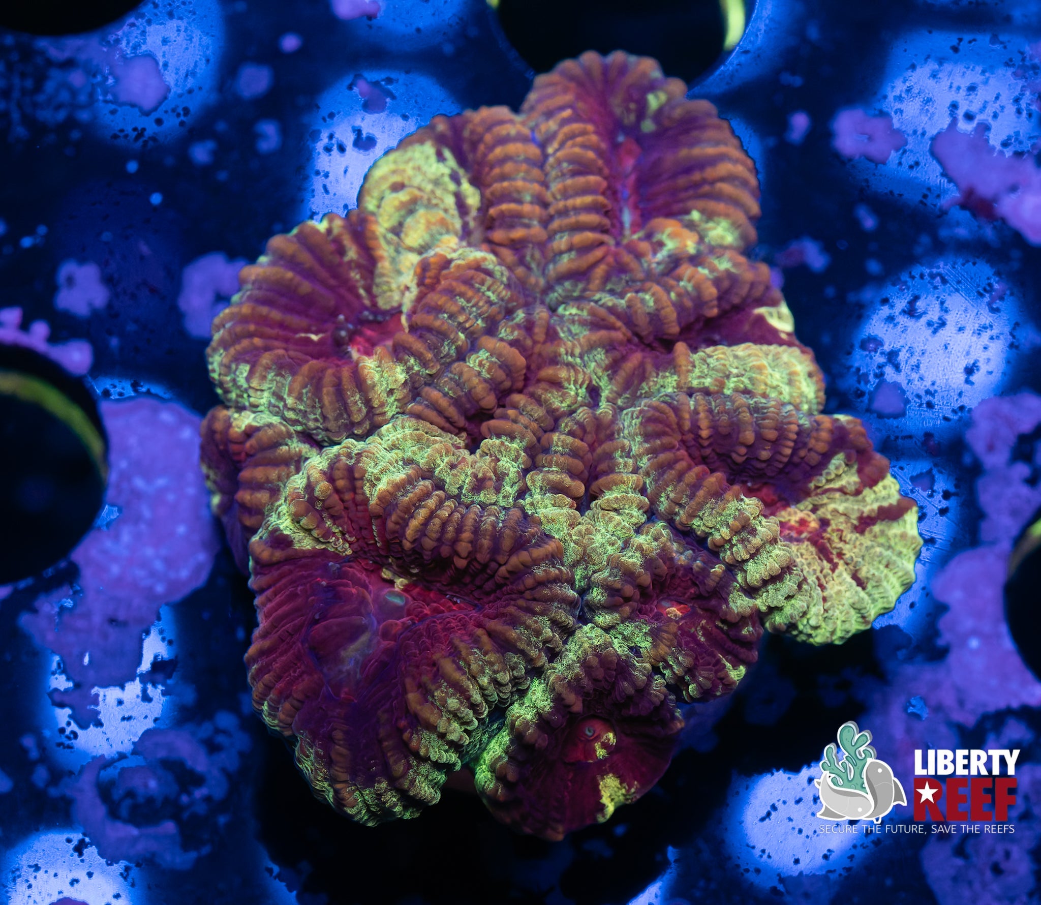Ultra Grafted Favia Chunk