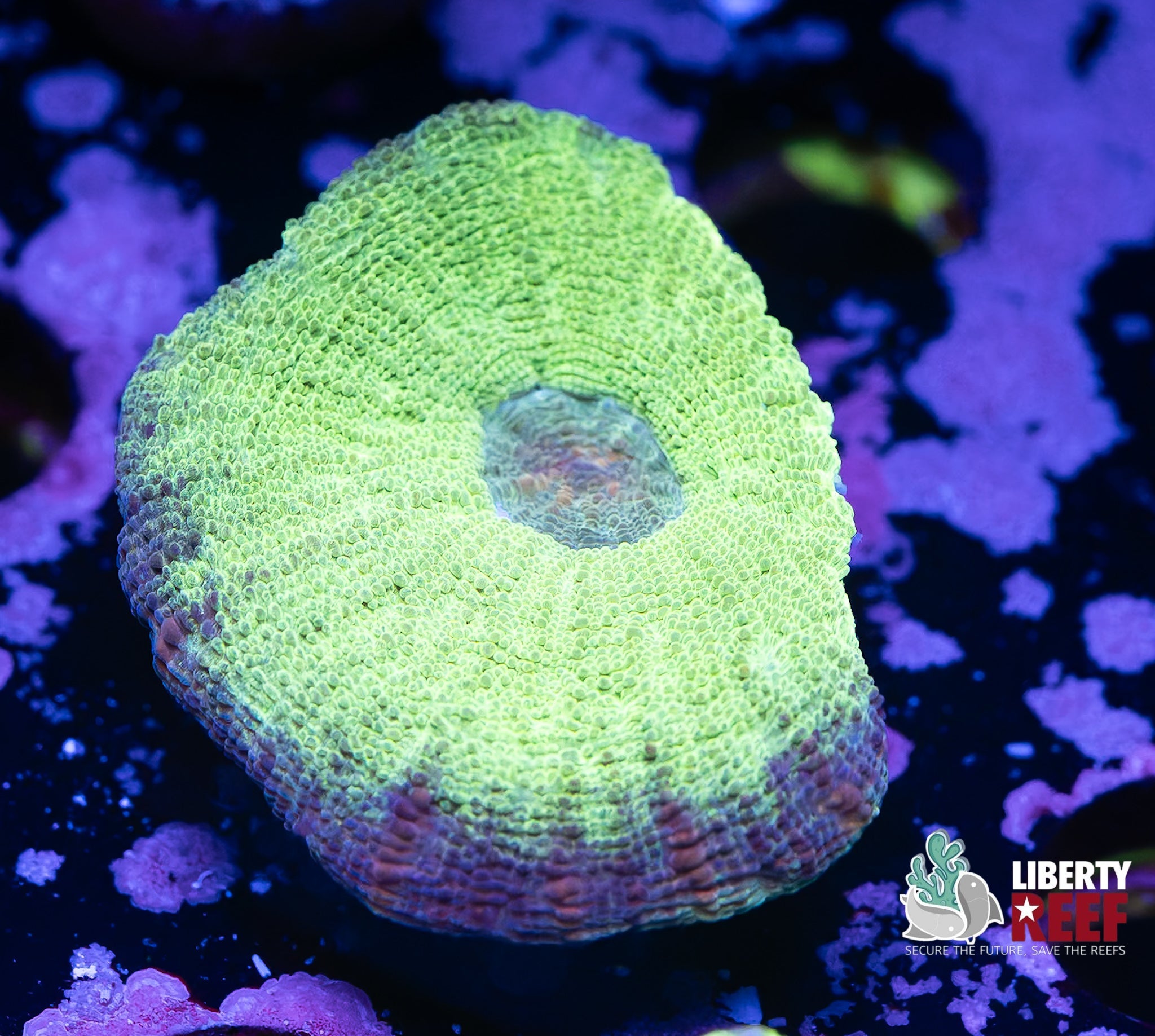 Liberty Reef Auction