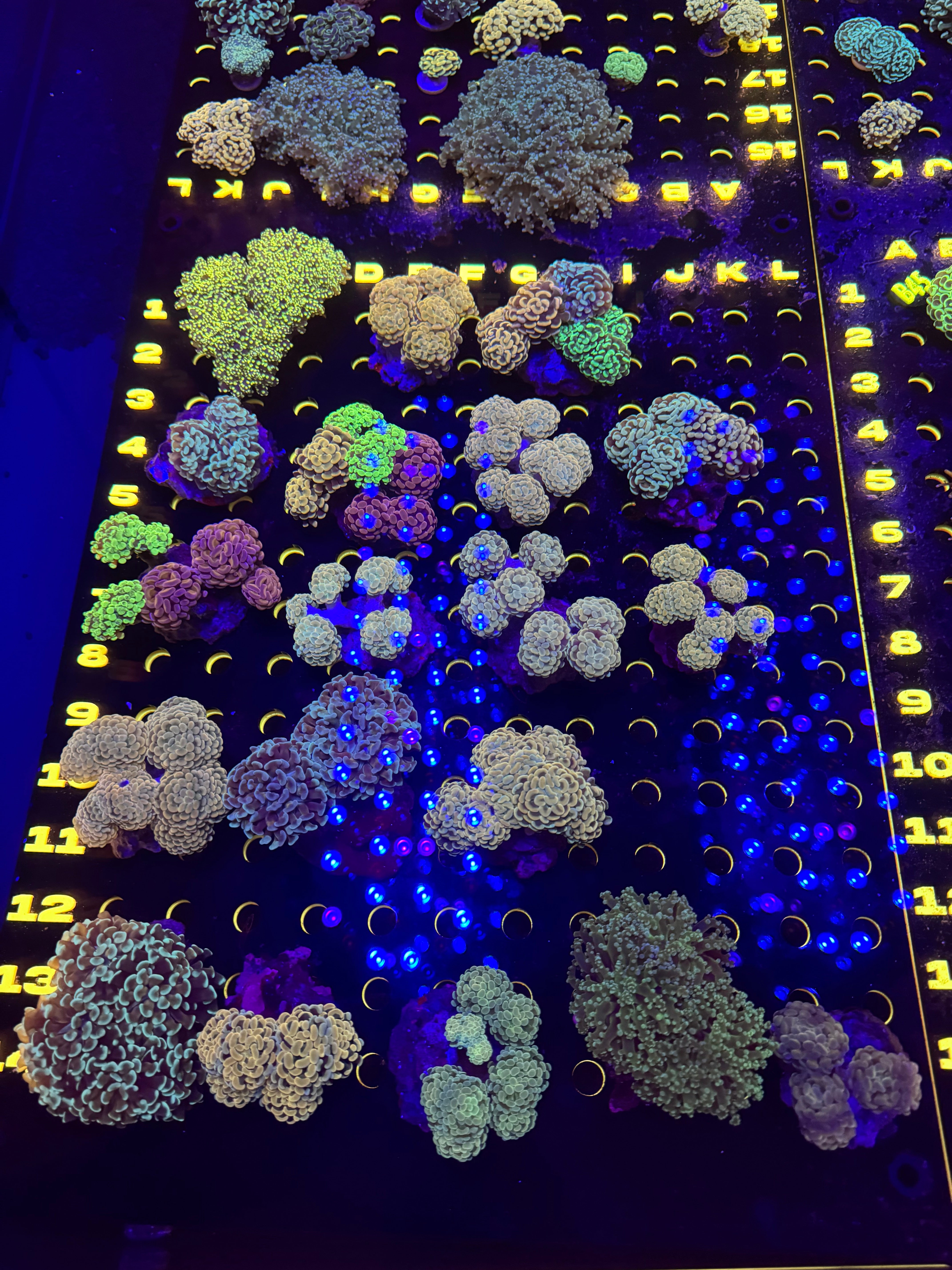 Our Coral