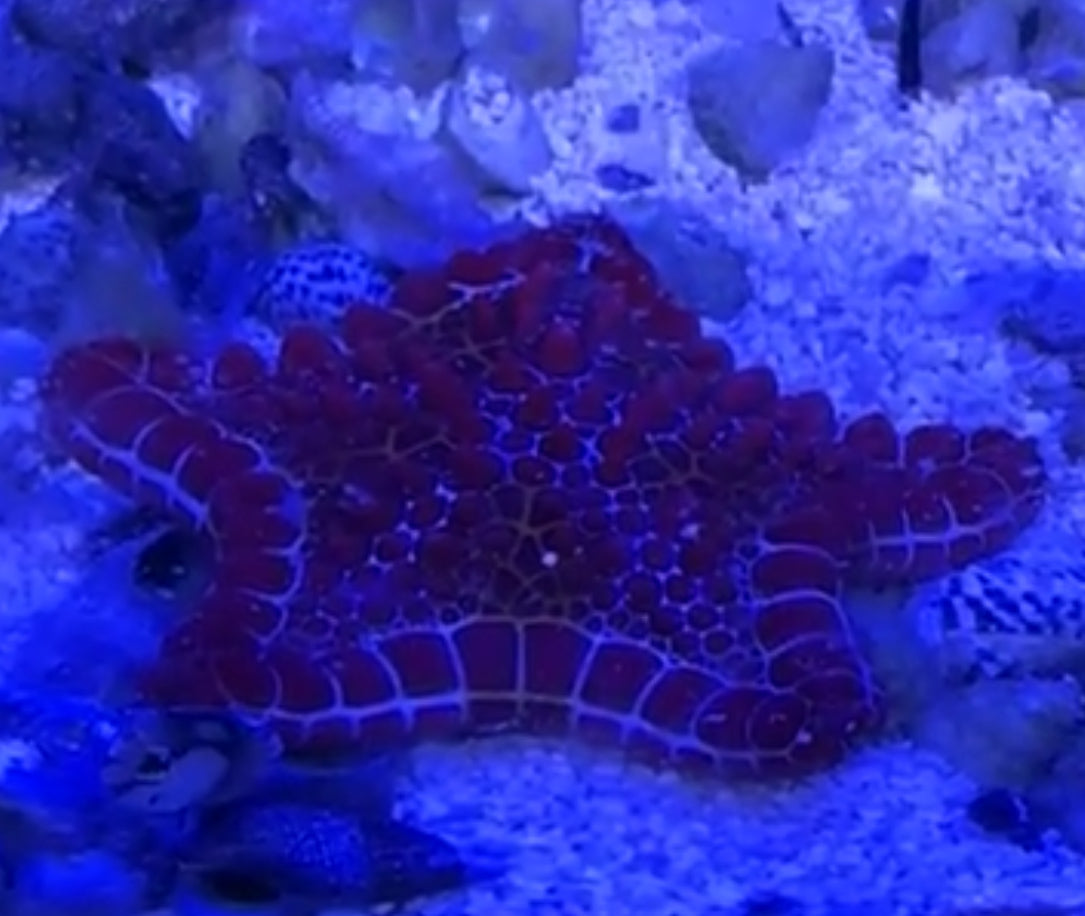 Dan Crawford 10/18 Facebook Live Auction