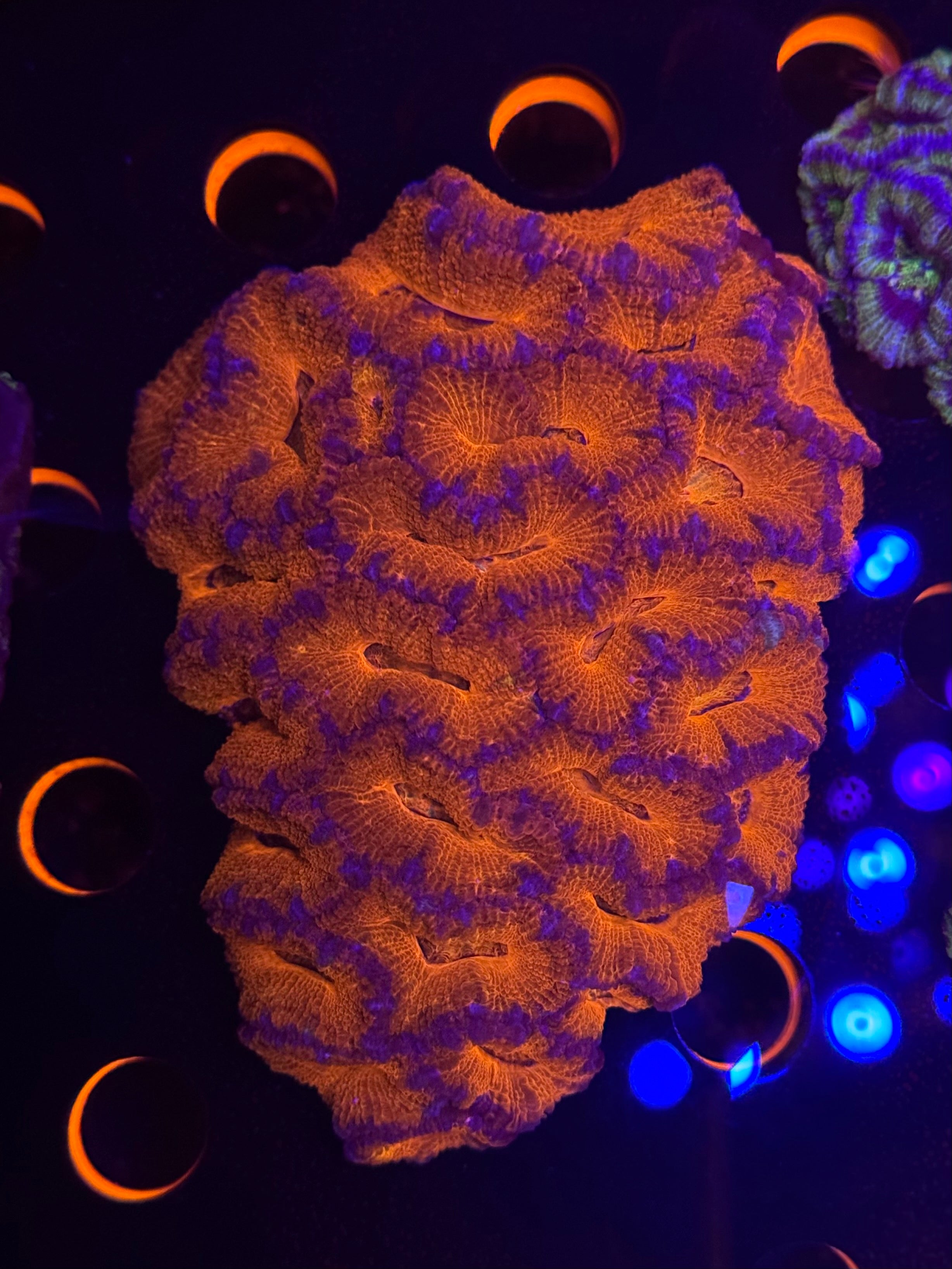 Superman Acan Colony