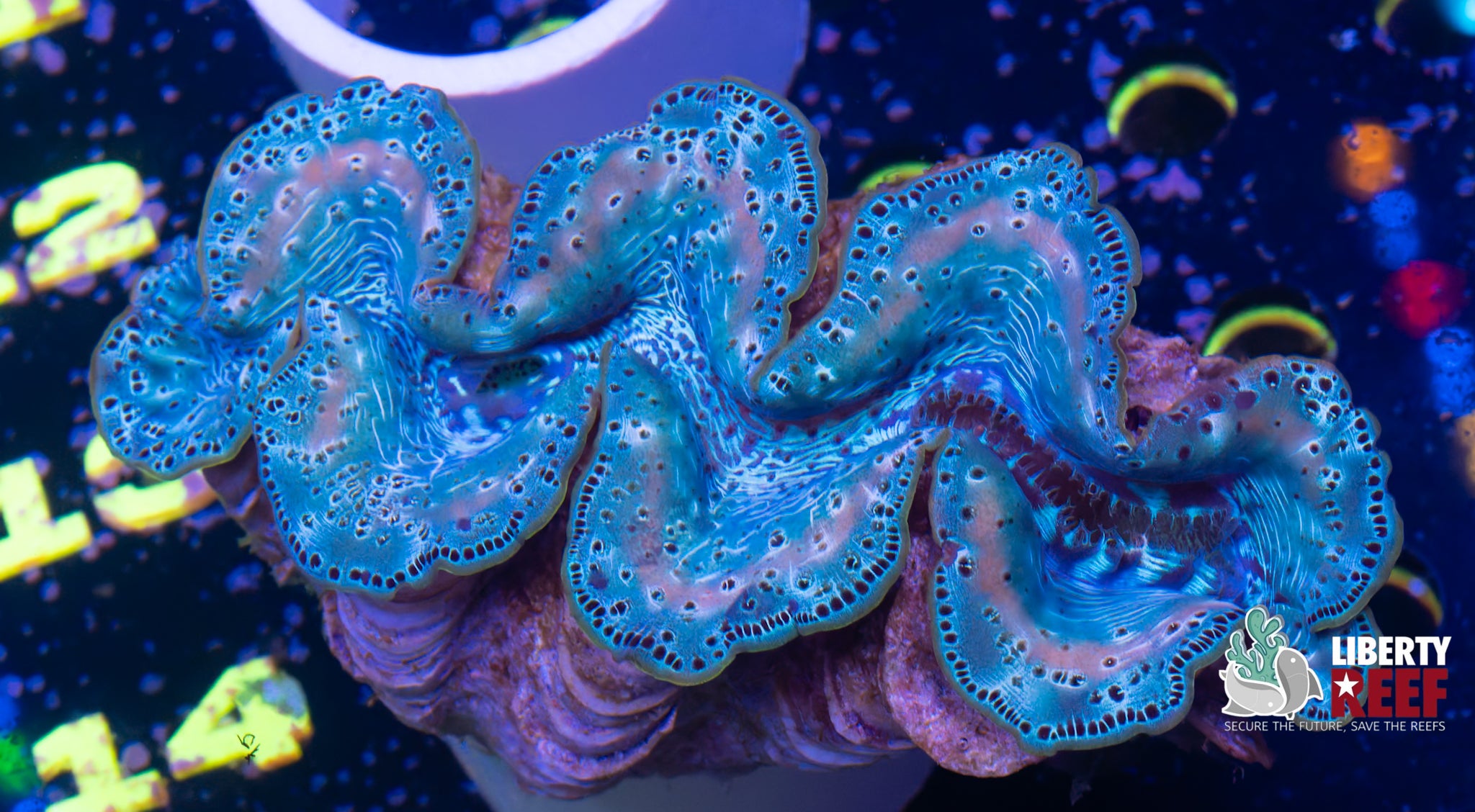 XL Maxima Clam (6in)