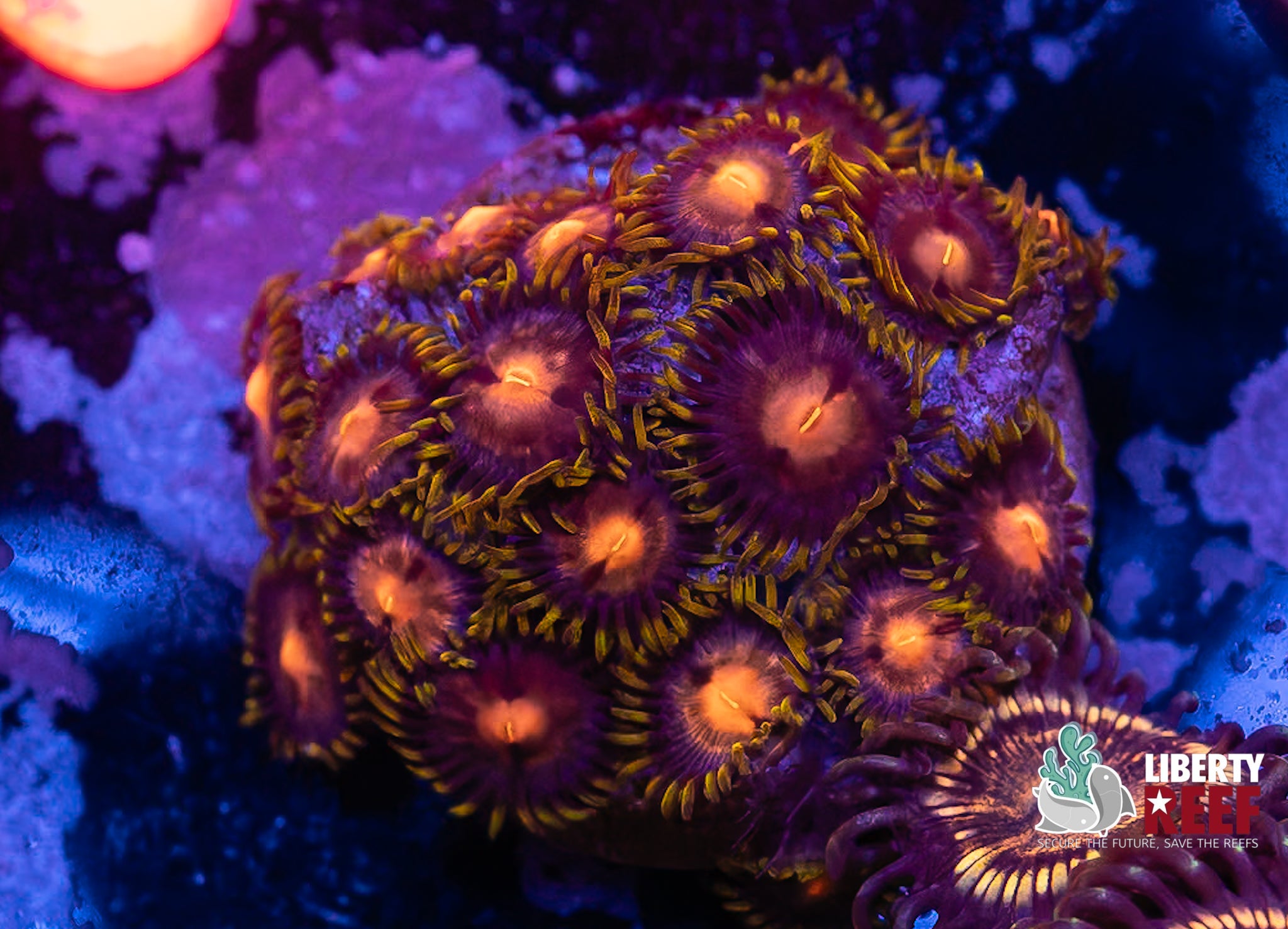 Nirvana Zoas