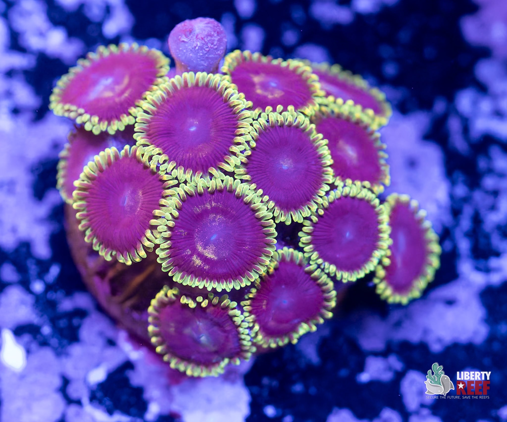 10/31 Online Auction