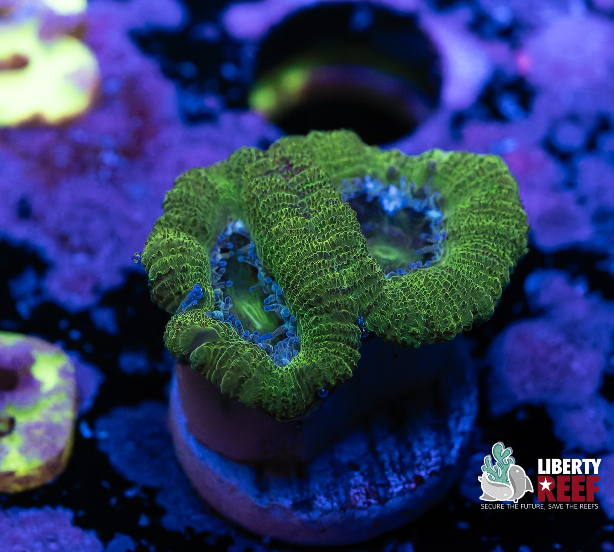 Green Goddess Acan