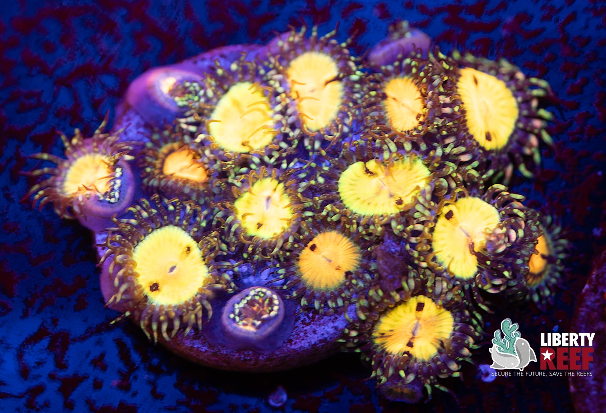 Butt Muncher Zoas