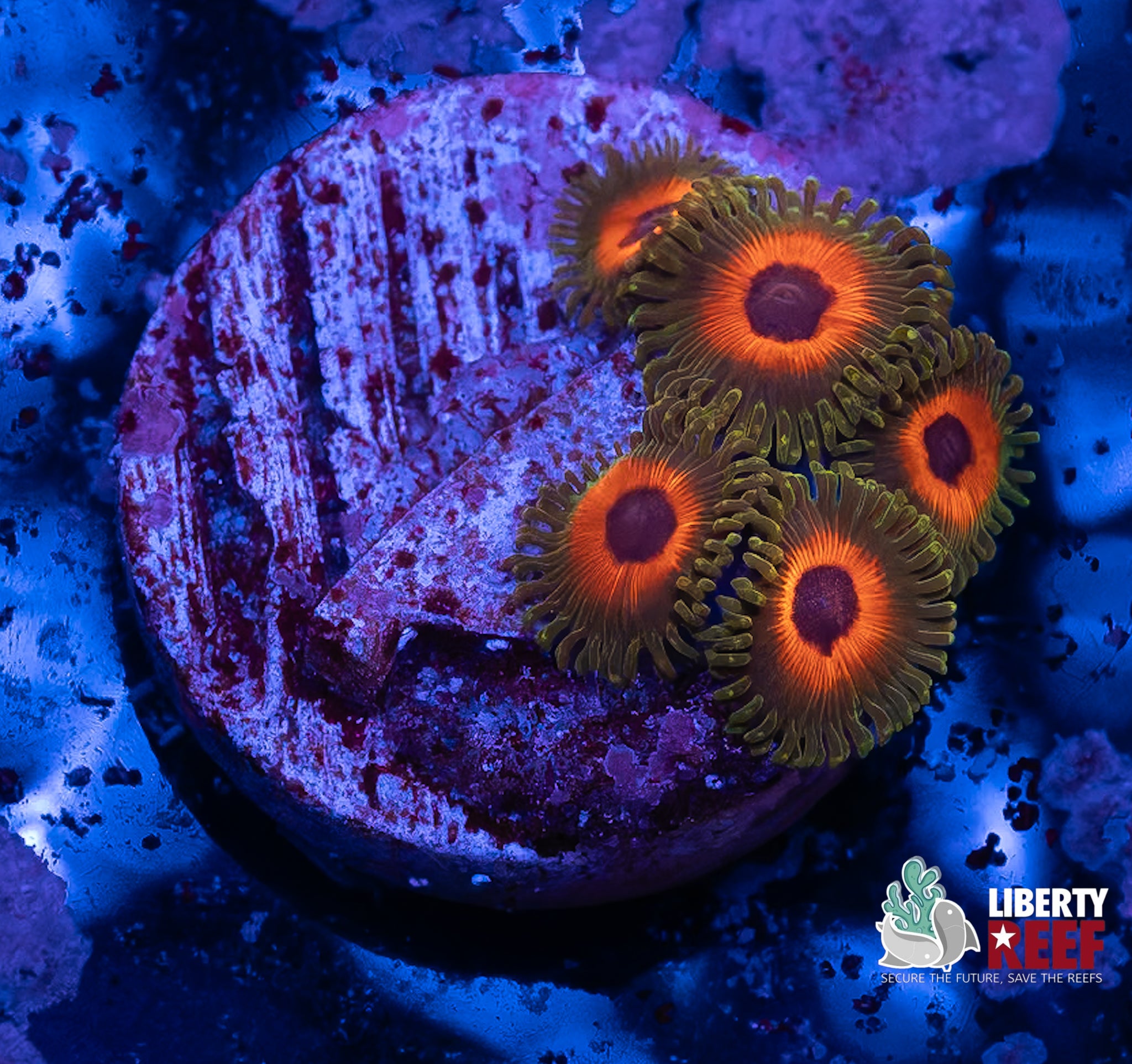 Tarzan Zoas