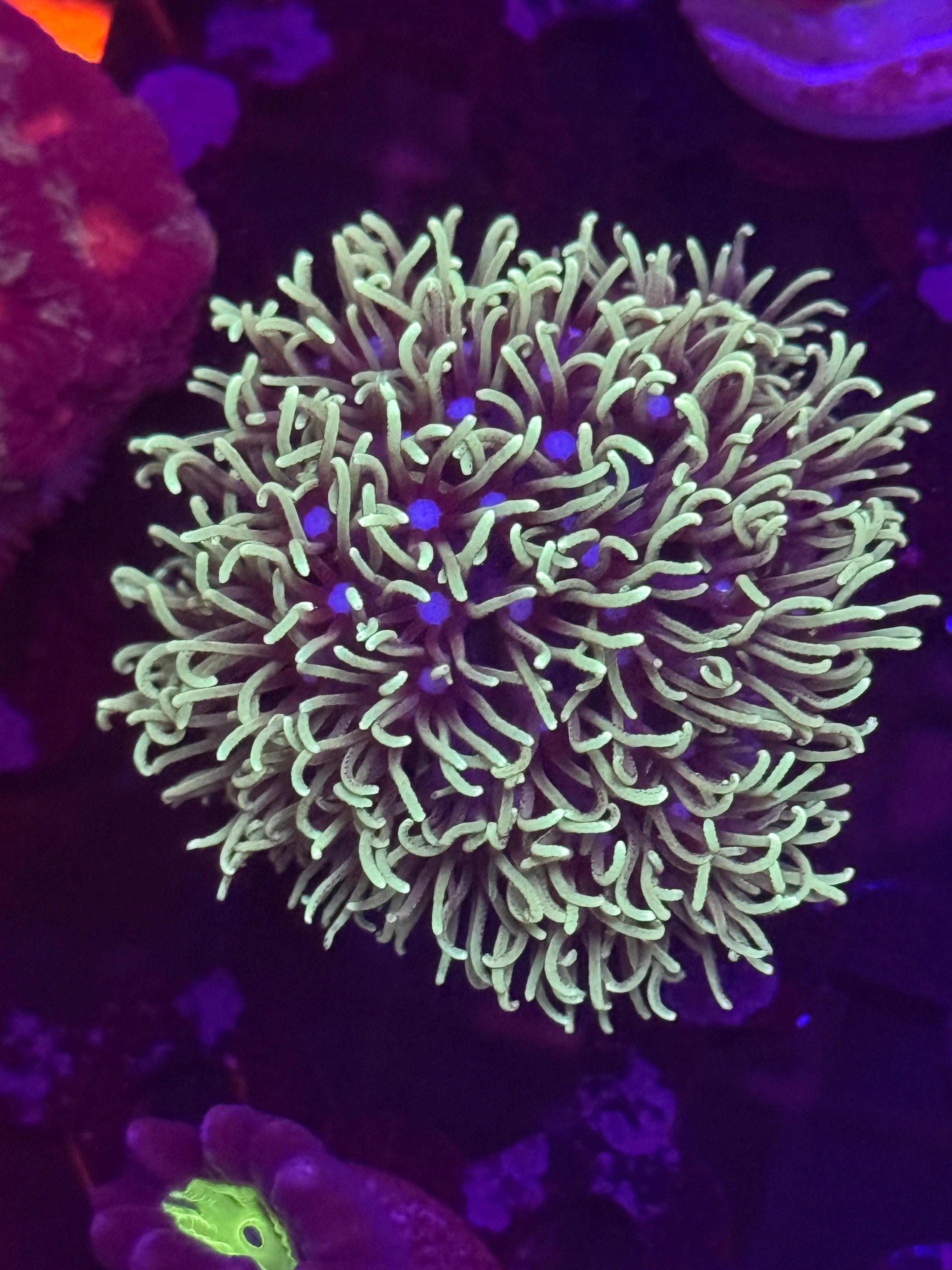 Green Star Polyps (GSP)