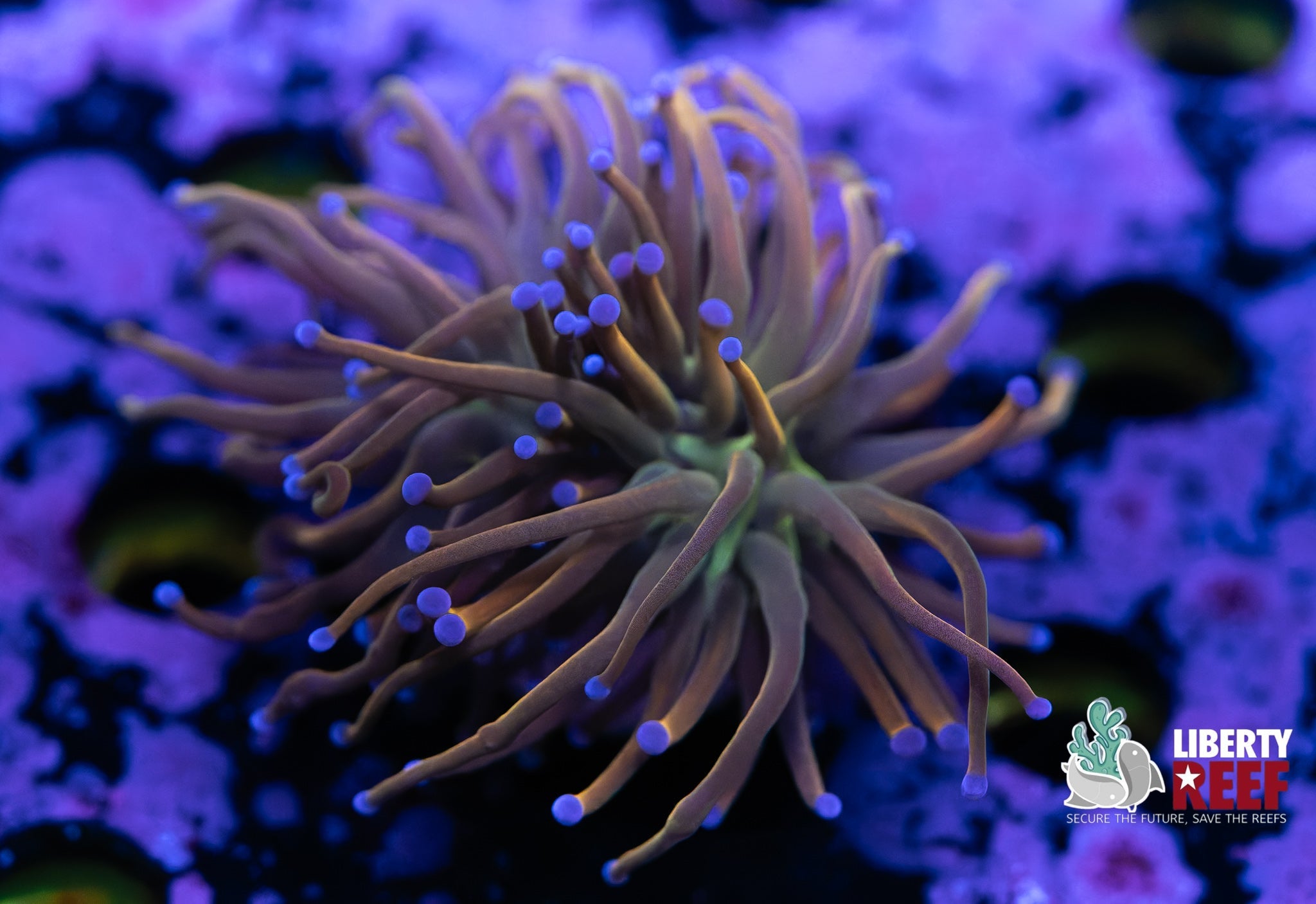 Liberty Reef Auction