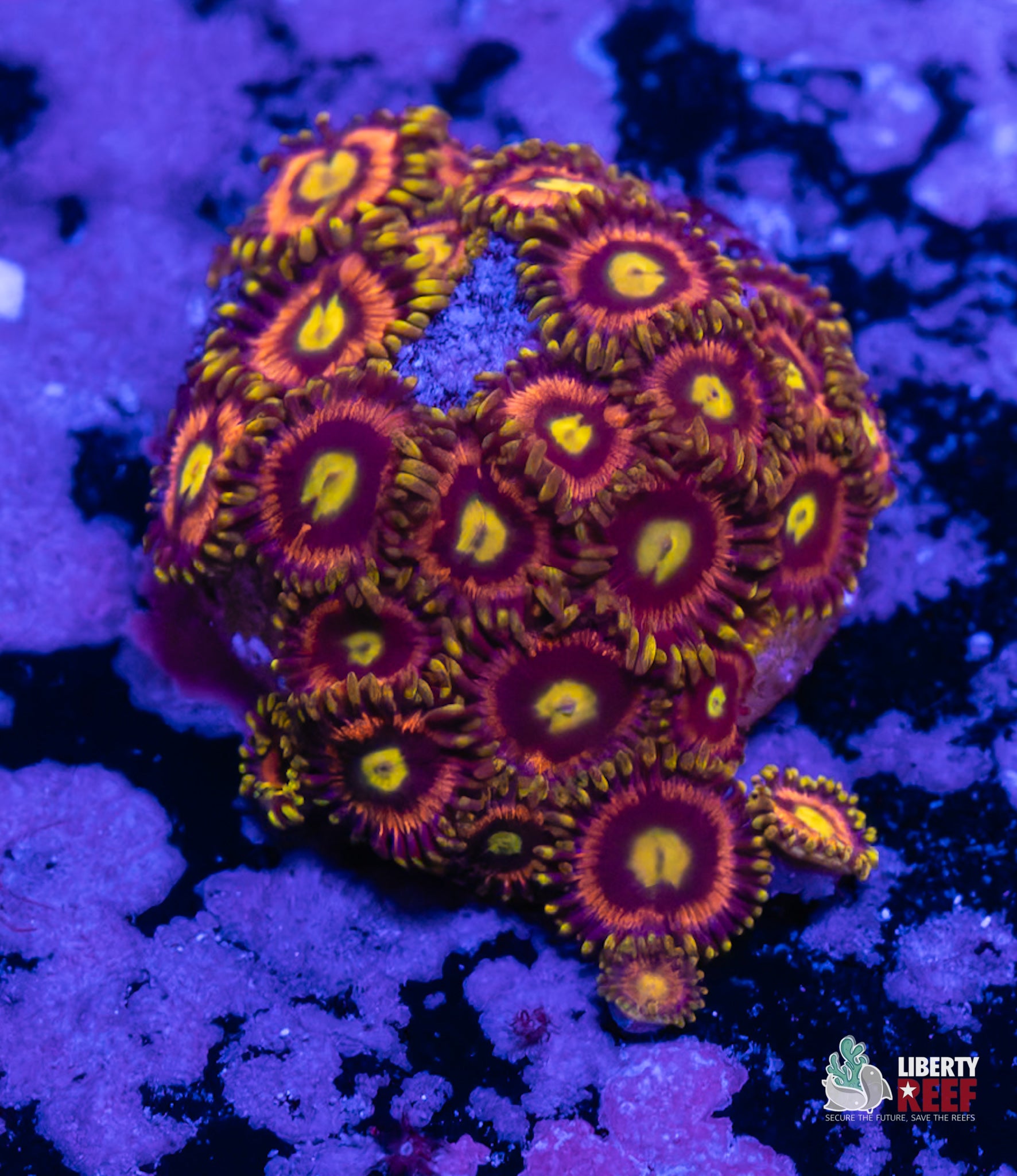 10/31 Online Auction