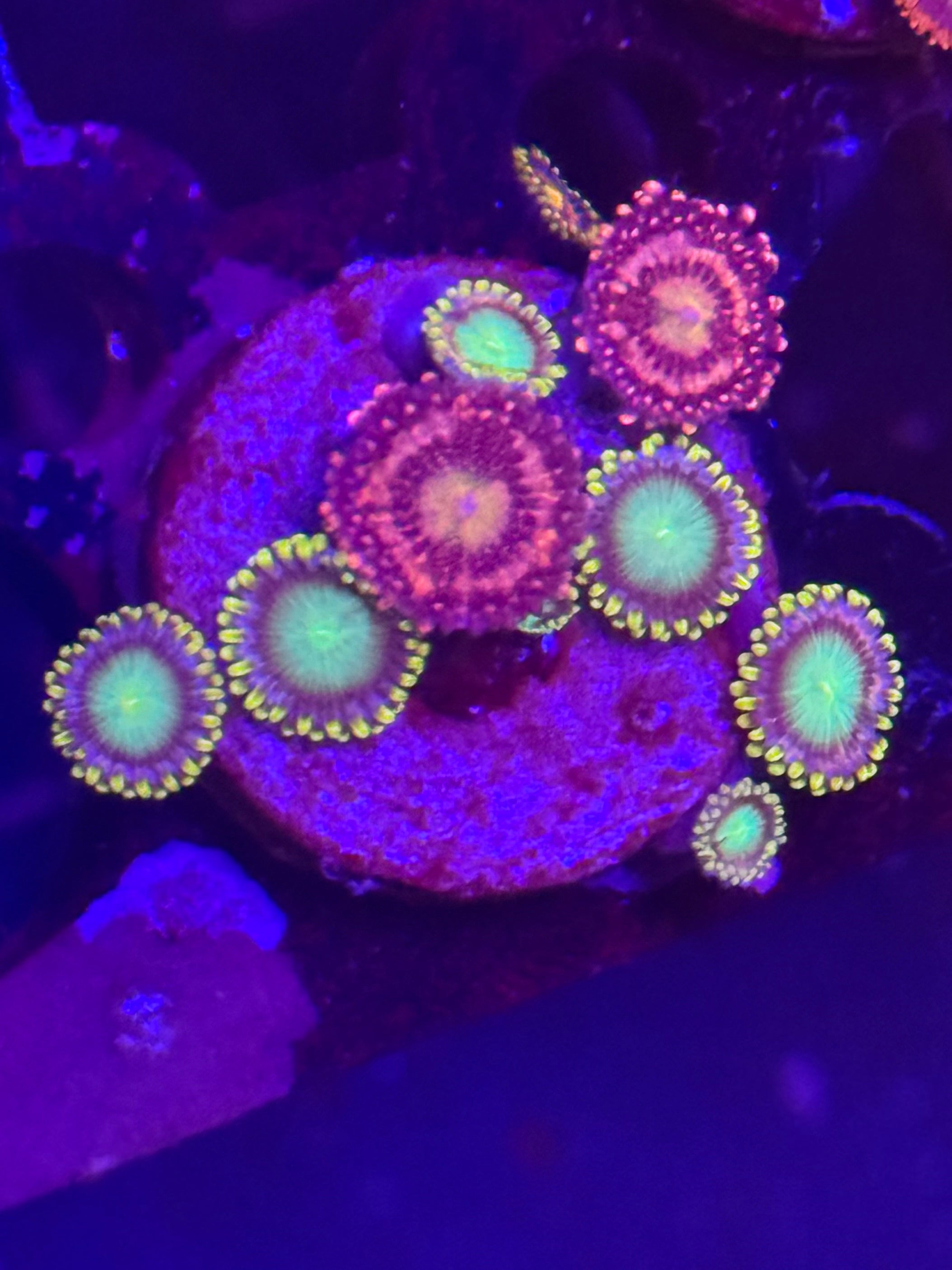 Zoa Combo Frag