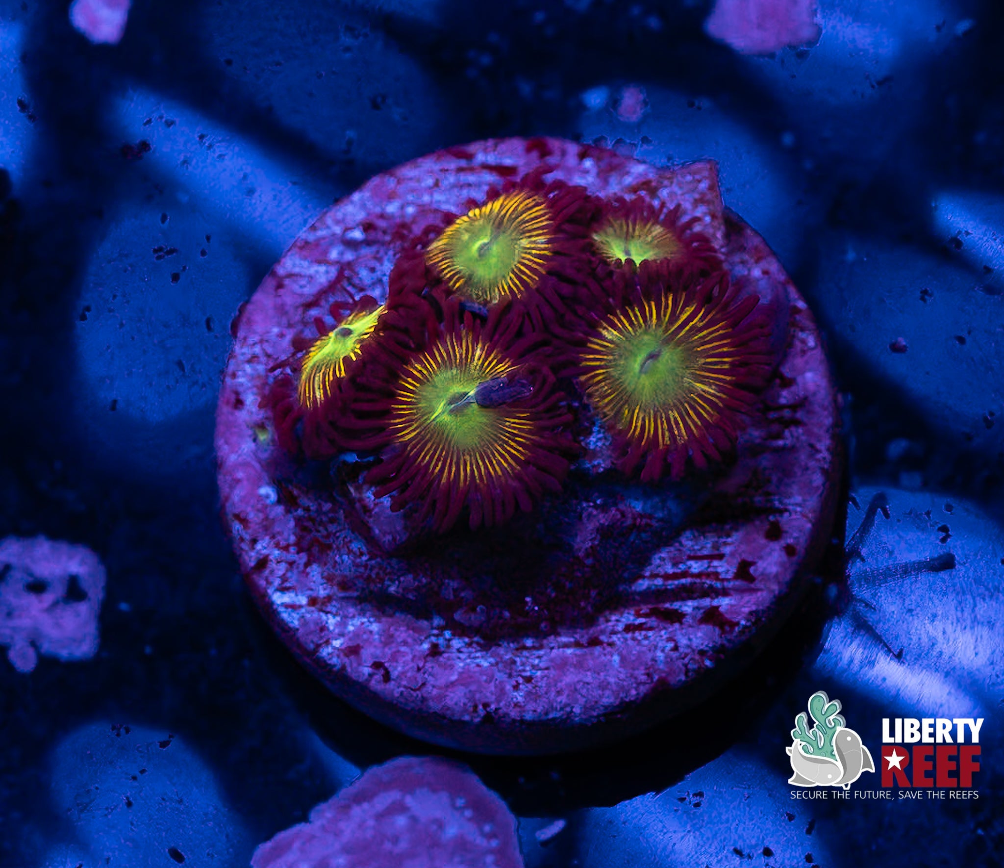 Nuclear Meltdown Zoas