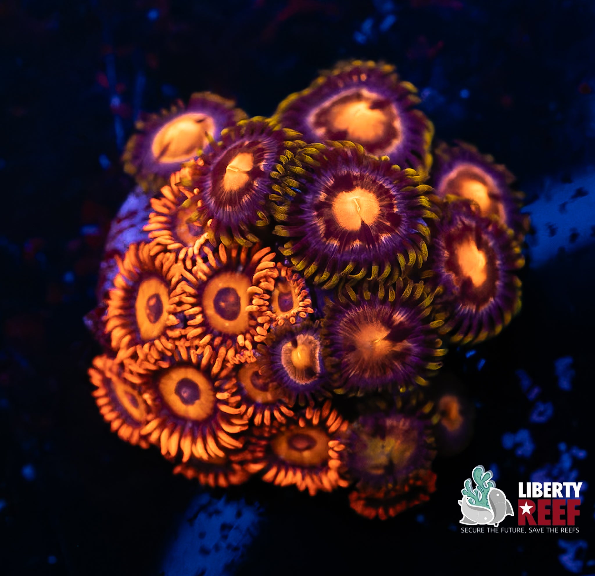 Orange Oxide Zoa Combo Frag