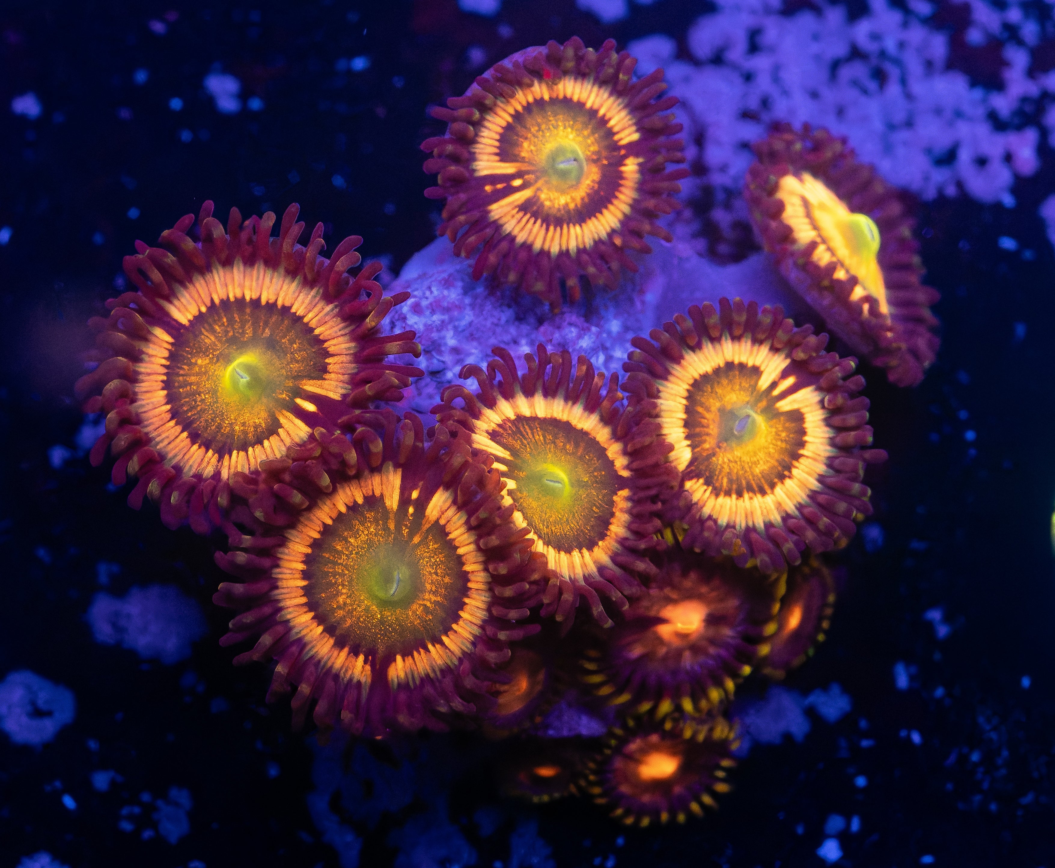 Sunny D’s Zoas