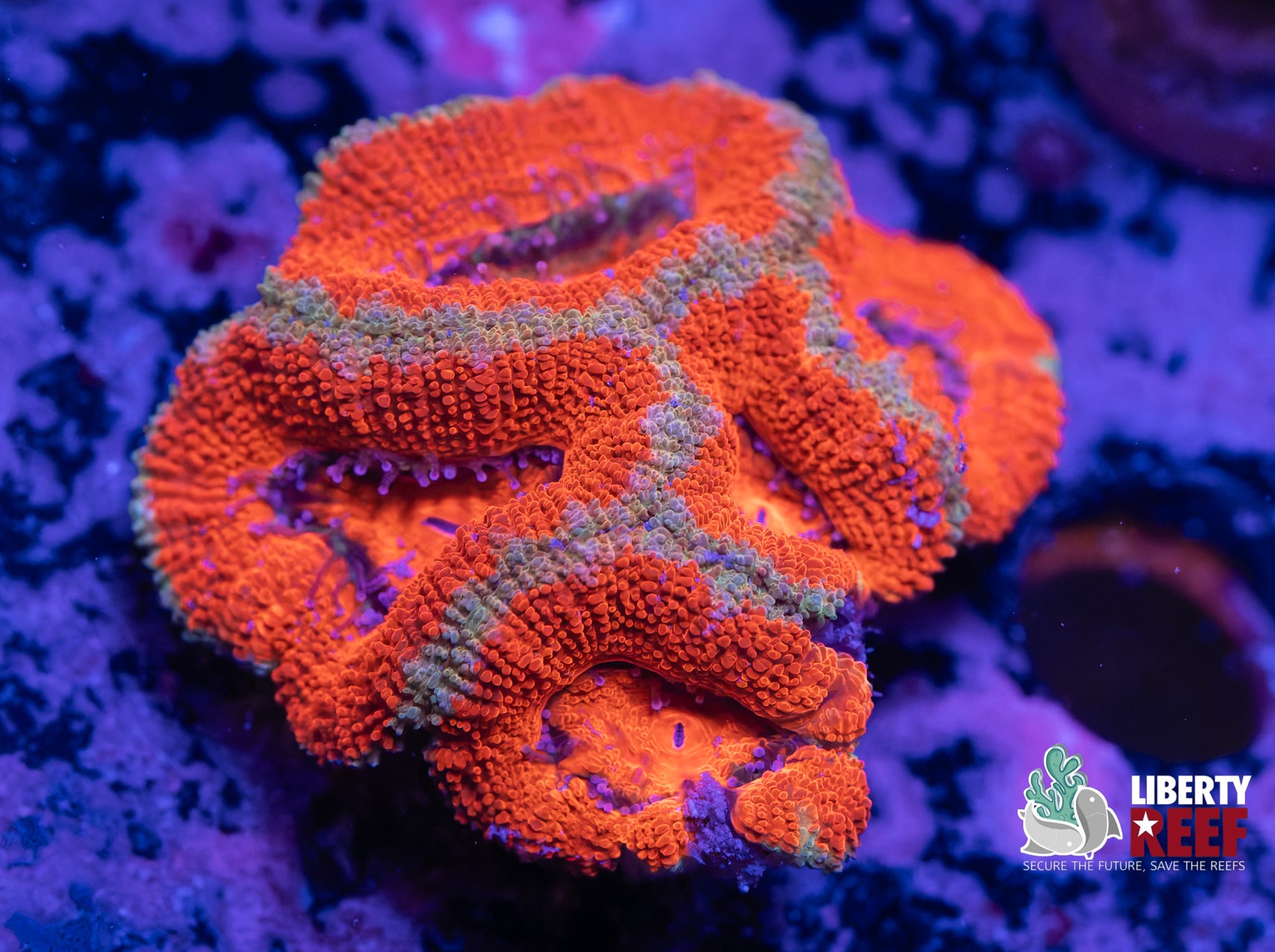 Orange Burst Acan