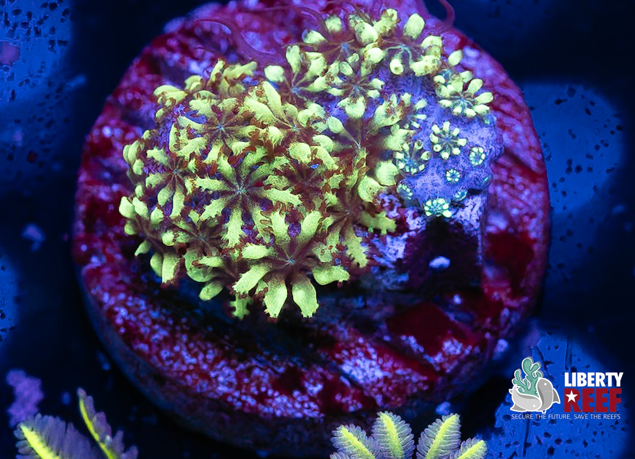 Green Sympodium