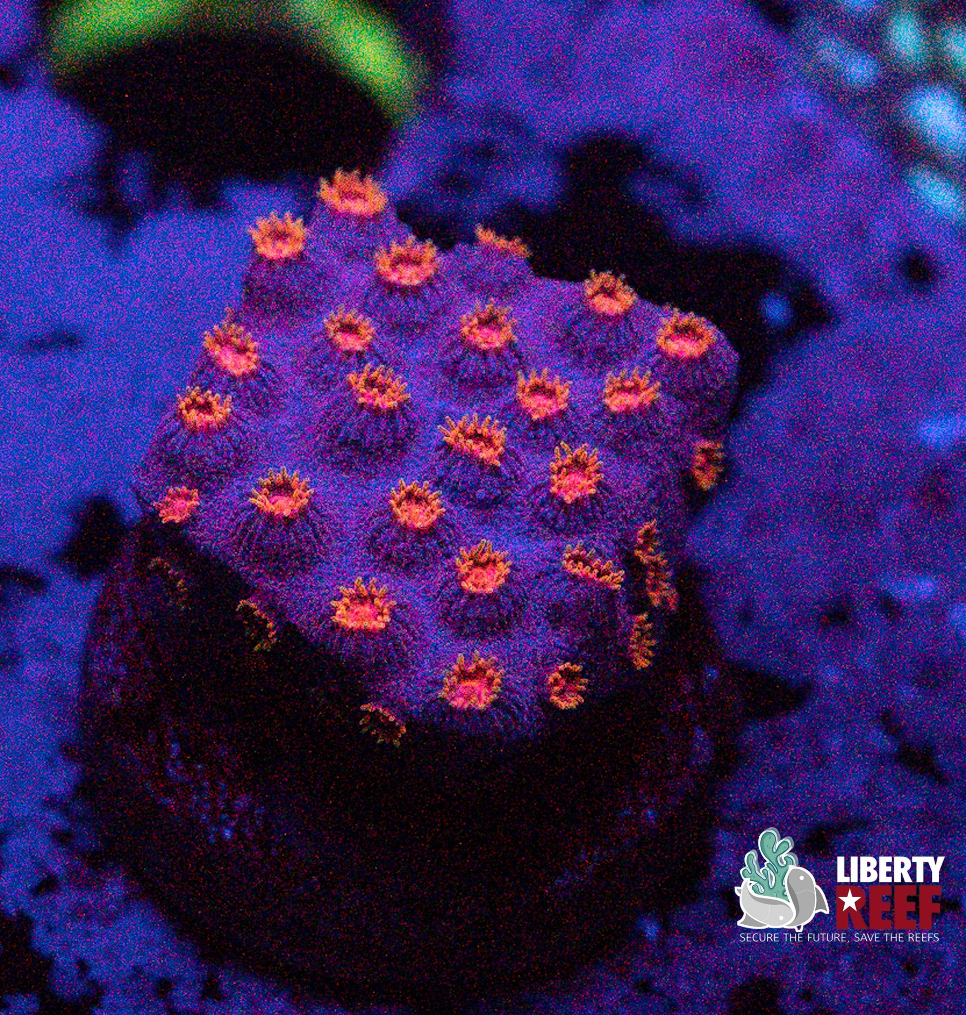 Dragonfruit Cyphastrea