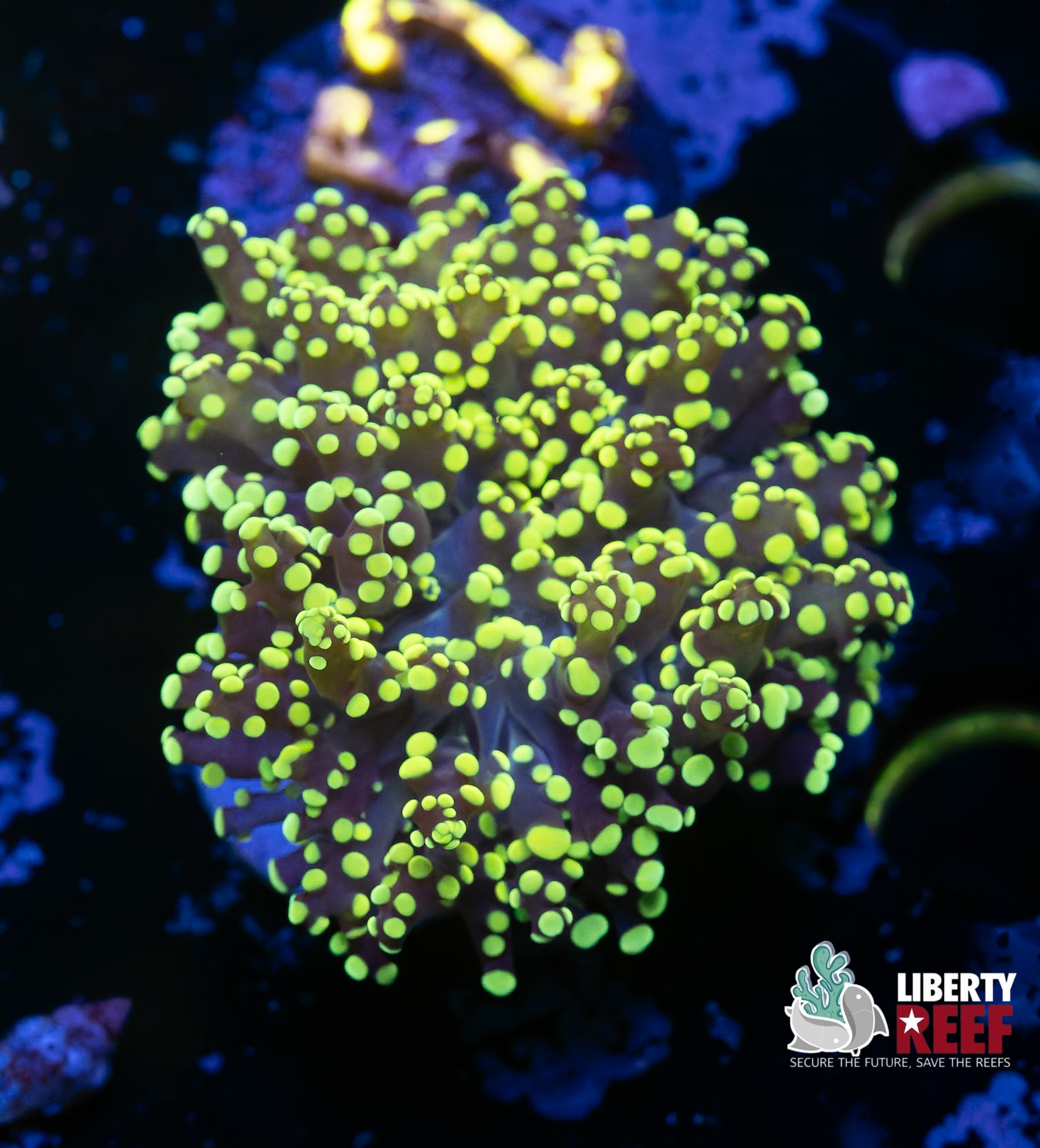 Yellow YaeYae Octospawn