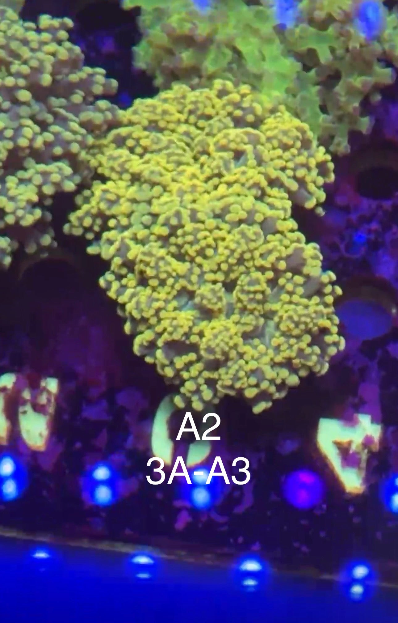 7/12