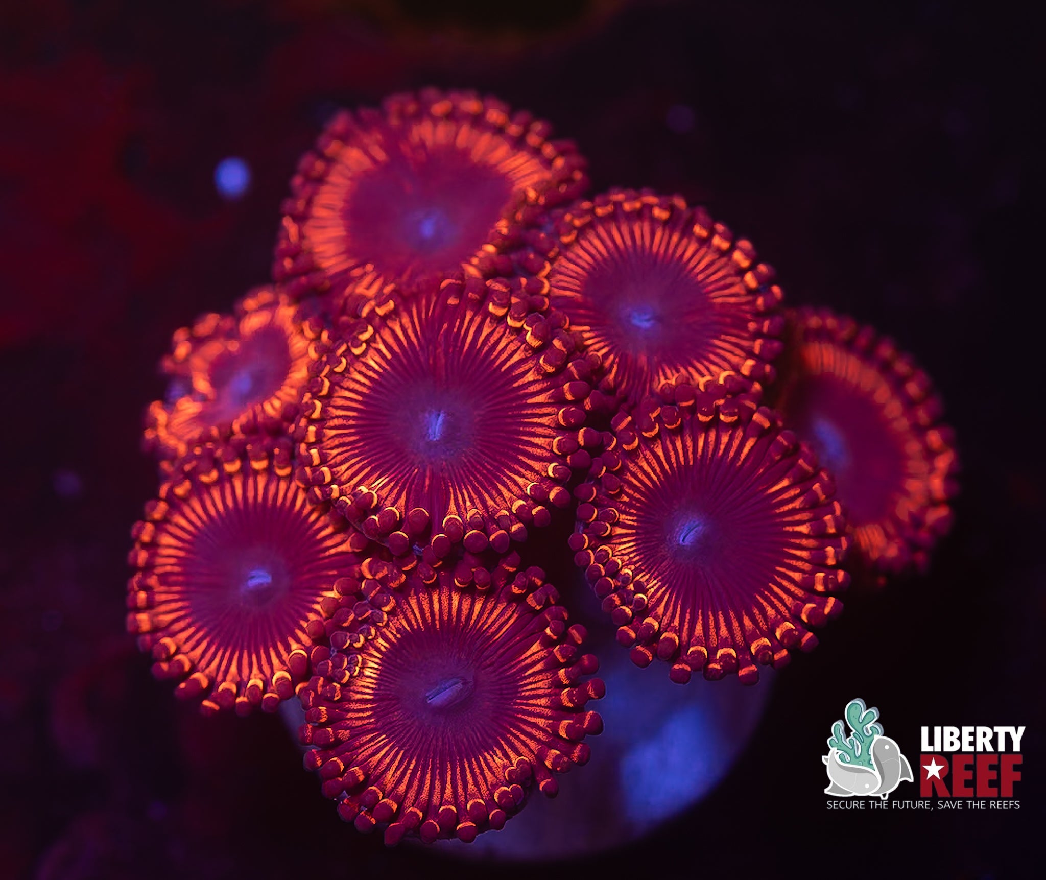 Armor of God Zoas