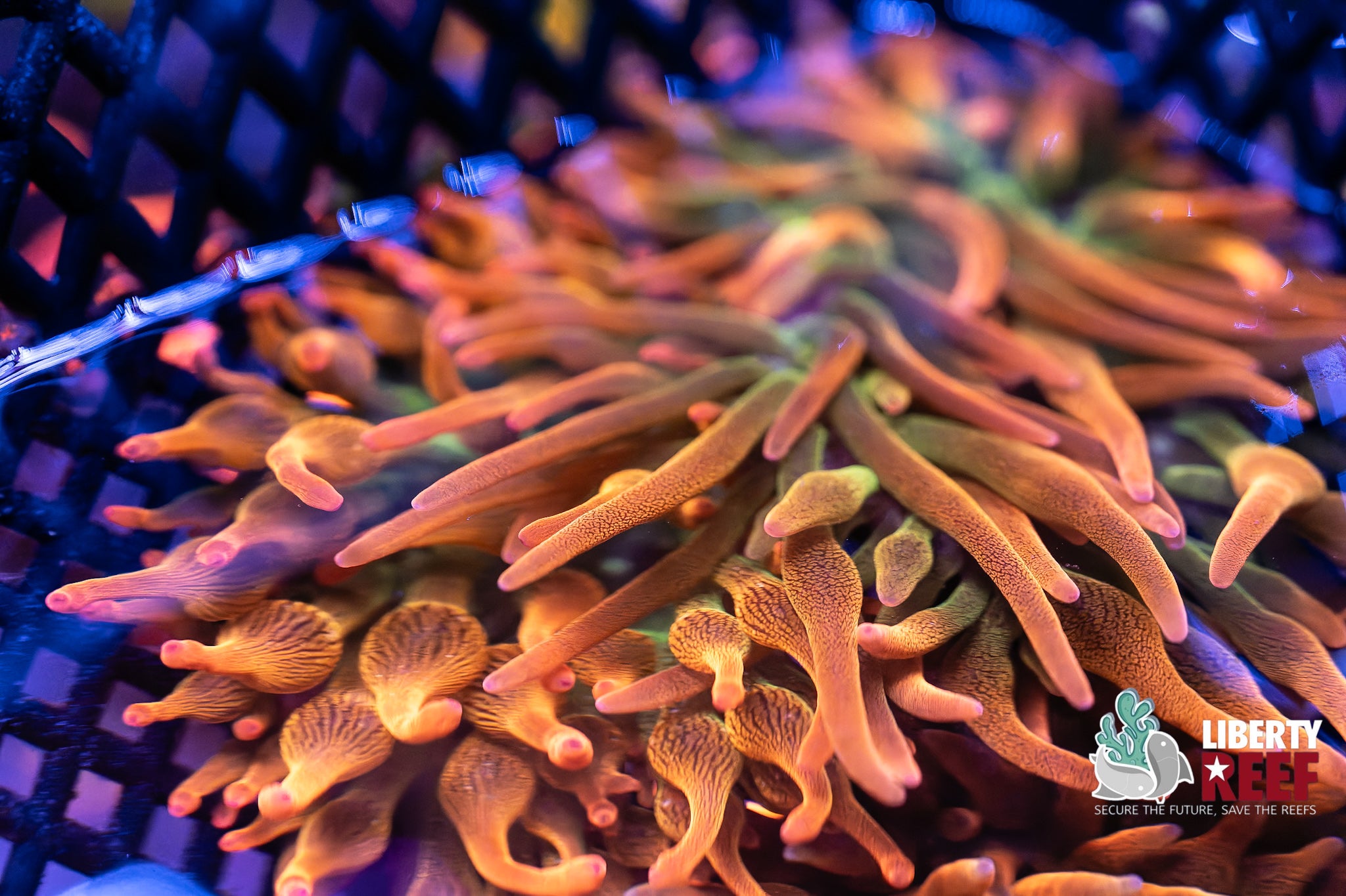 Rainbow Bubble Tip Anenome